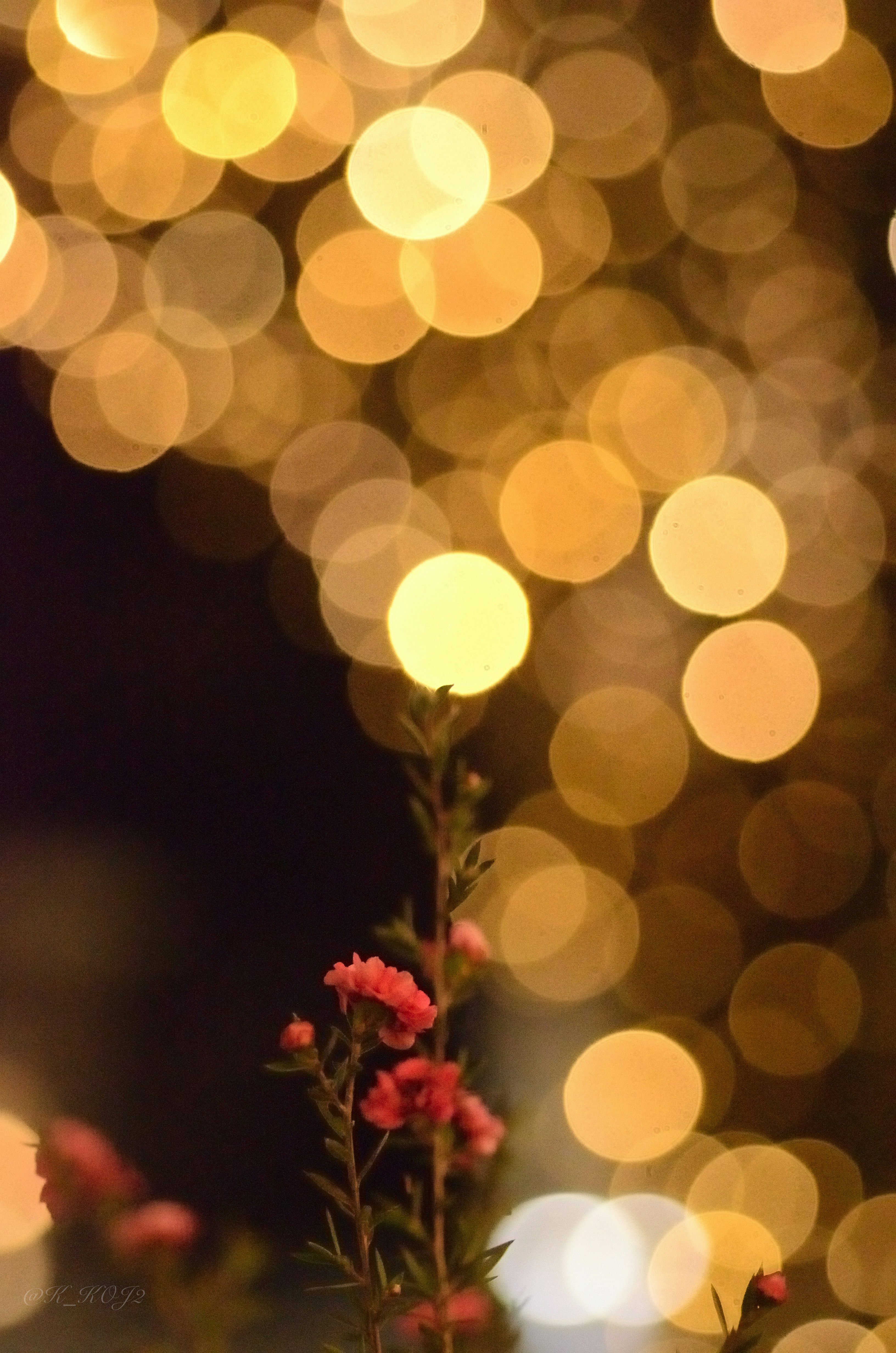 夜のイルミネーションの光の中で咲く花