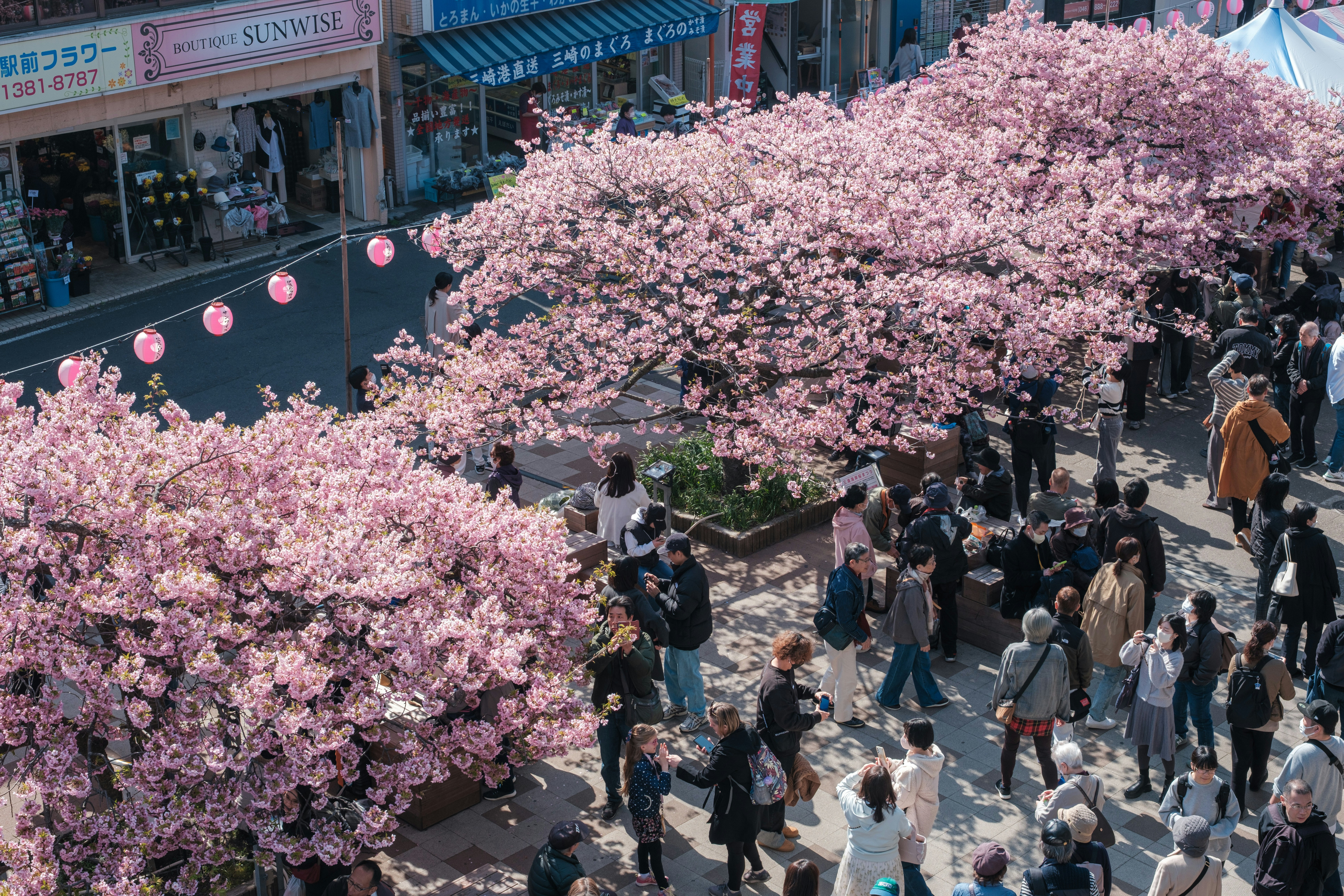 三浦海岸の早咲き桜が咲く商店街の並木道