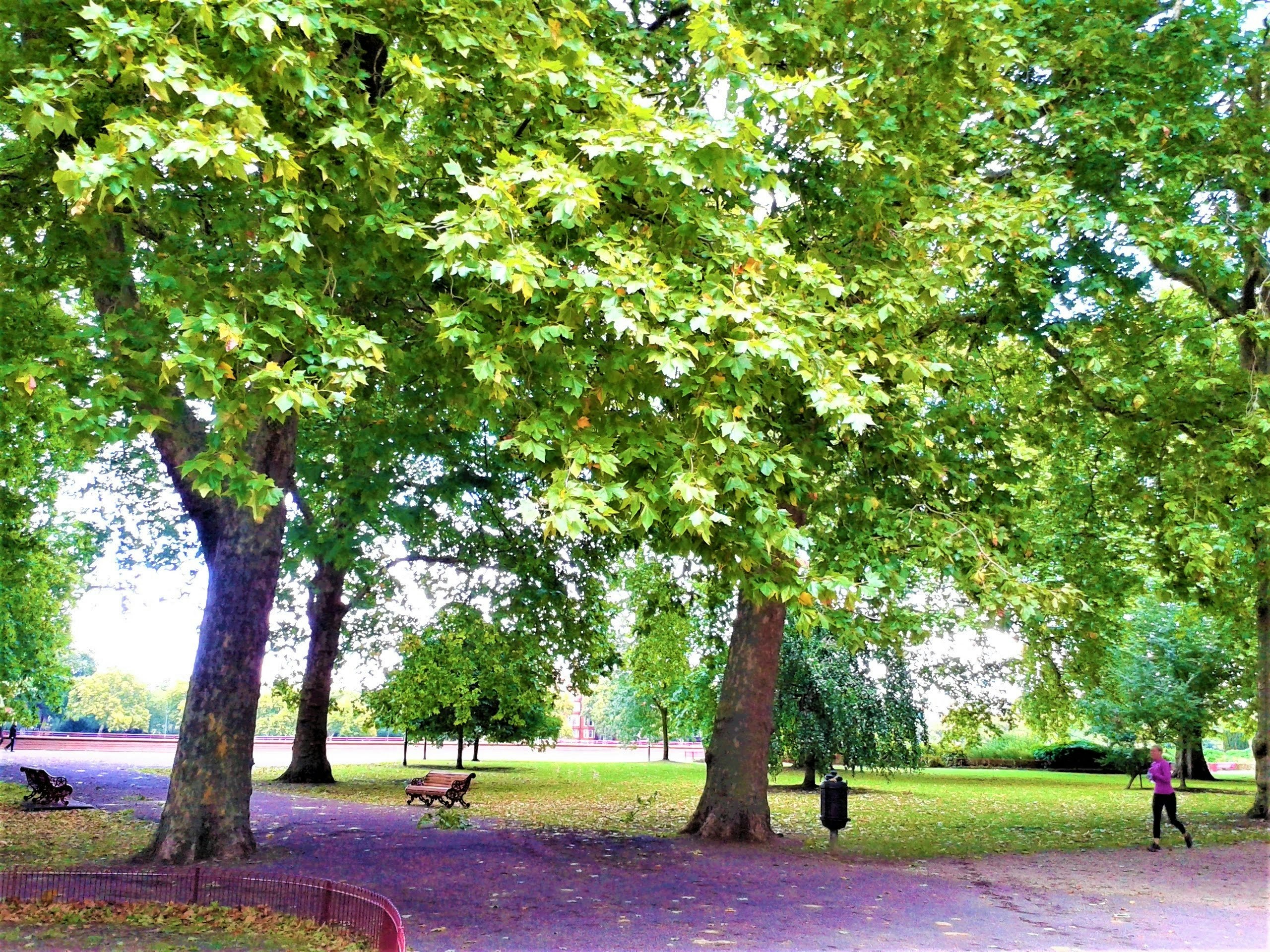 tree-lined park walkway with green lawn