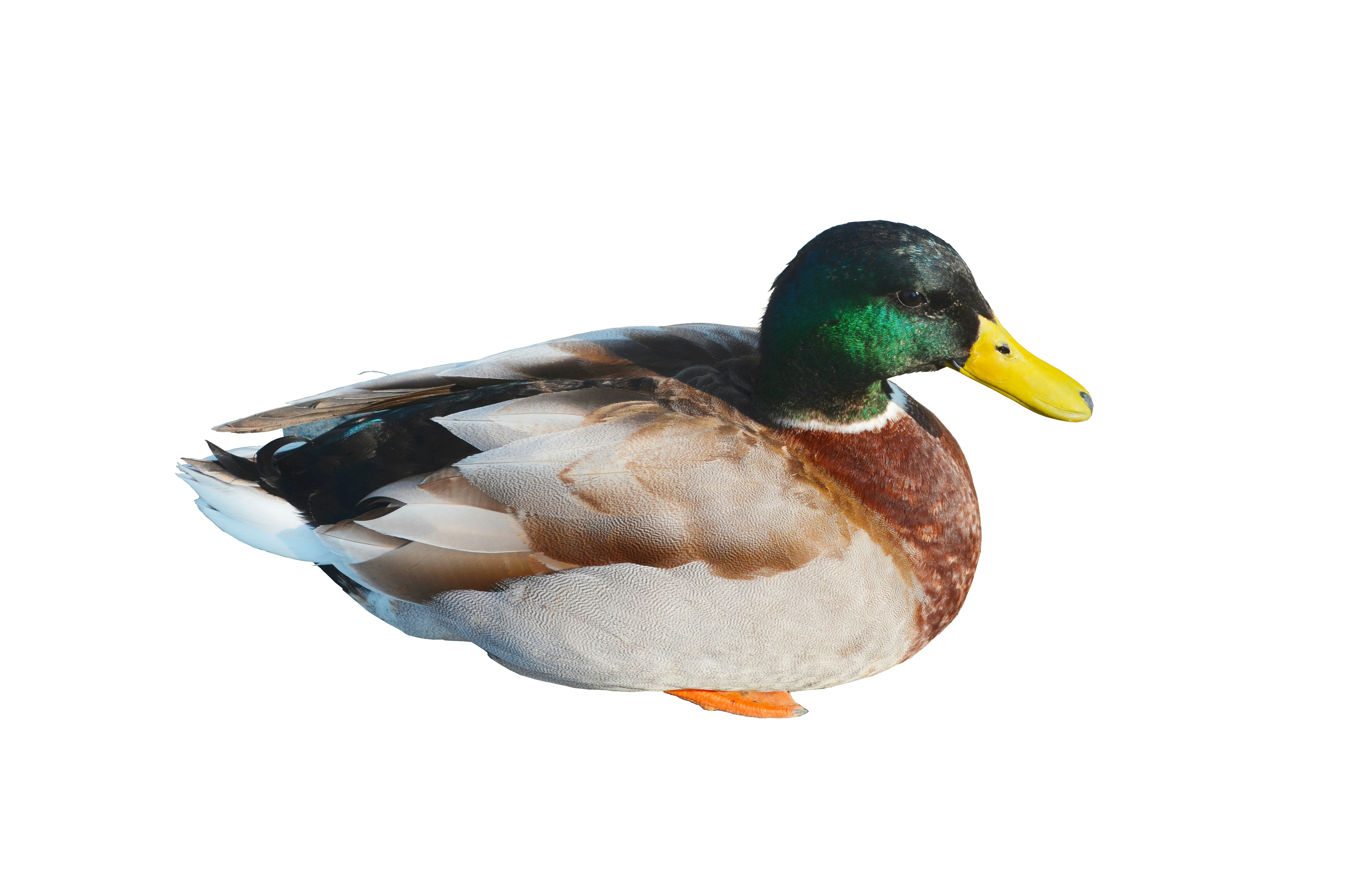 close-up of a mallard duck on a white background