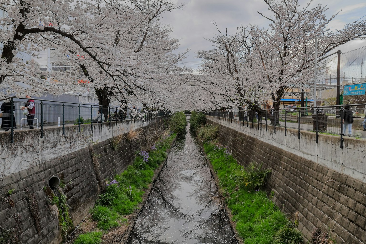 Vista escénica de un arroyo bordeado de cerezos en flor