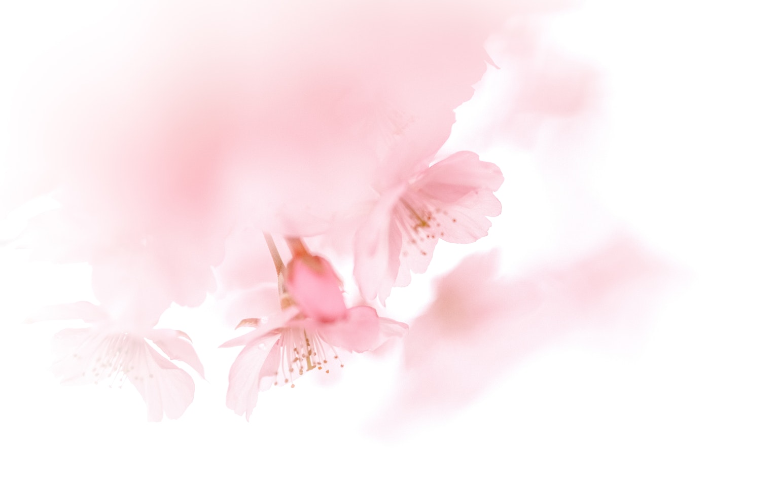 กลีบซากุระสีชมพูอ่อนเบลอเบา ๆ ในพื้นหลัง