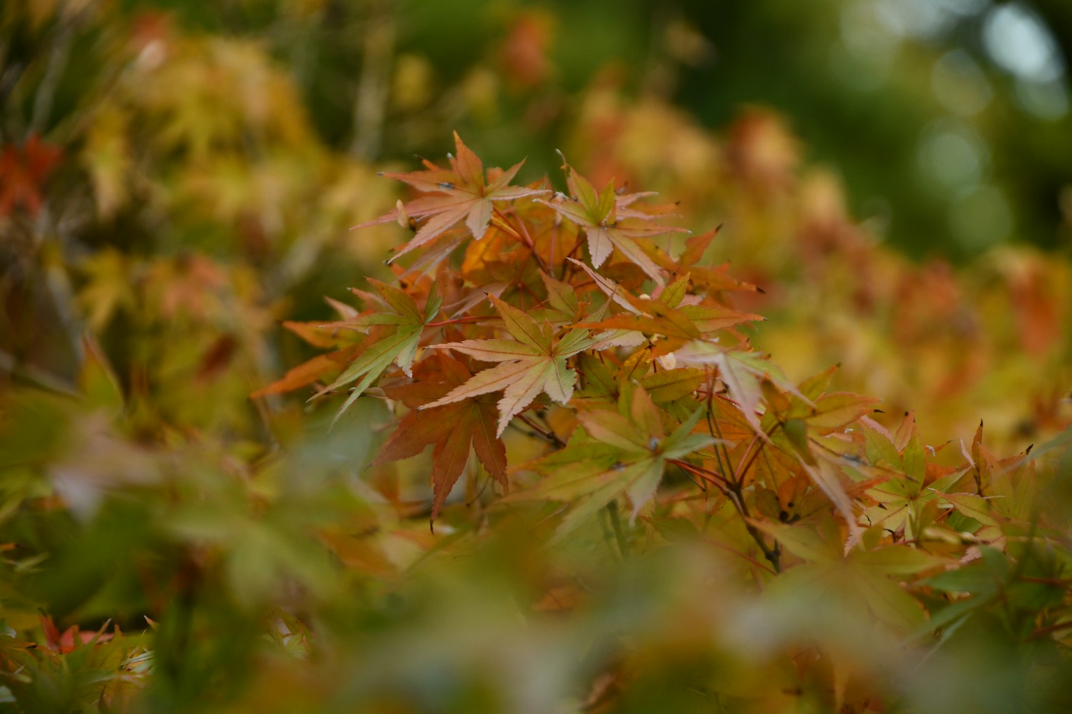 Beautiful scene of overlapping colorful maple leaves