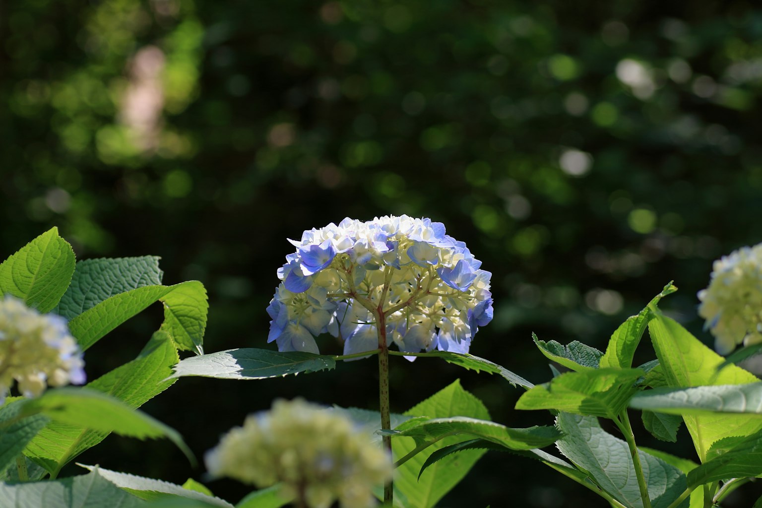 Fiore di ortensia blu e bianco circondato da foglie verdi