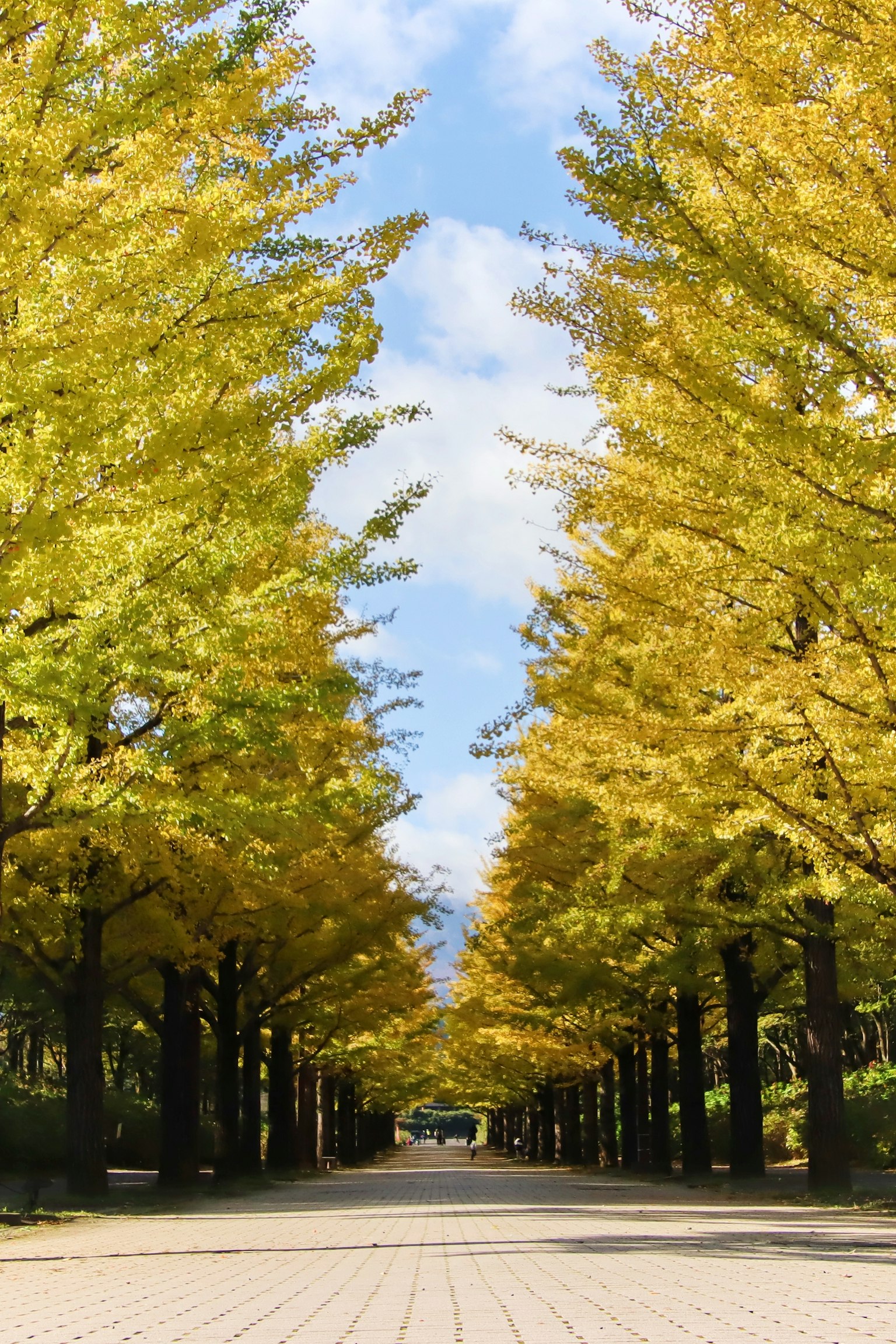 Large chemin bordé d'arbres de ginkgo jaunes vifs
