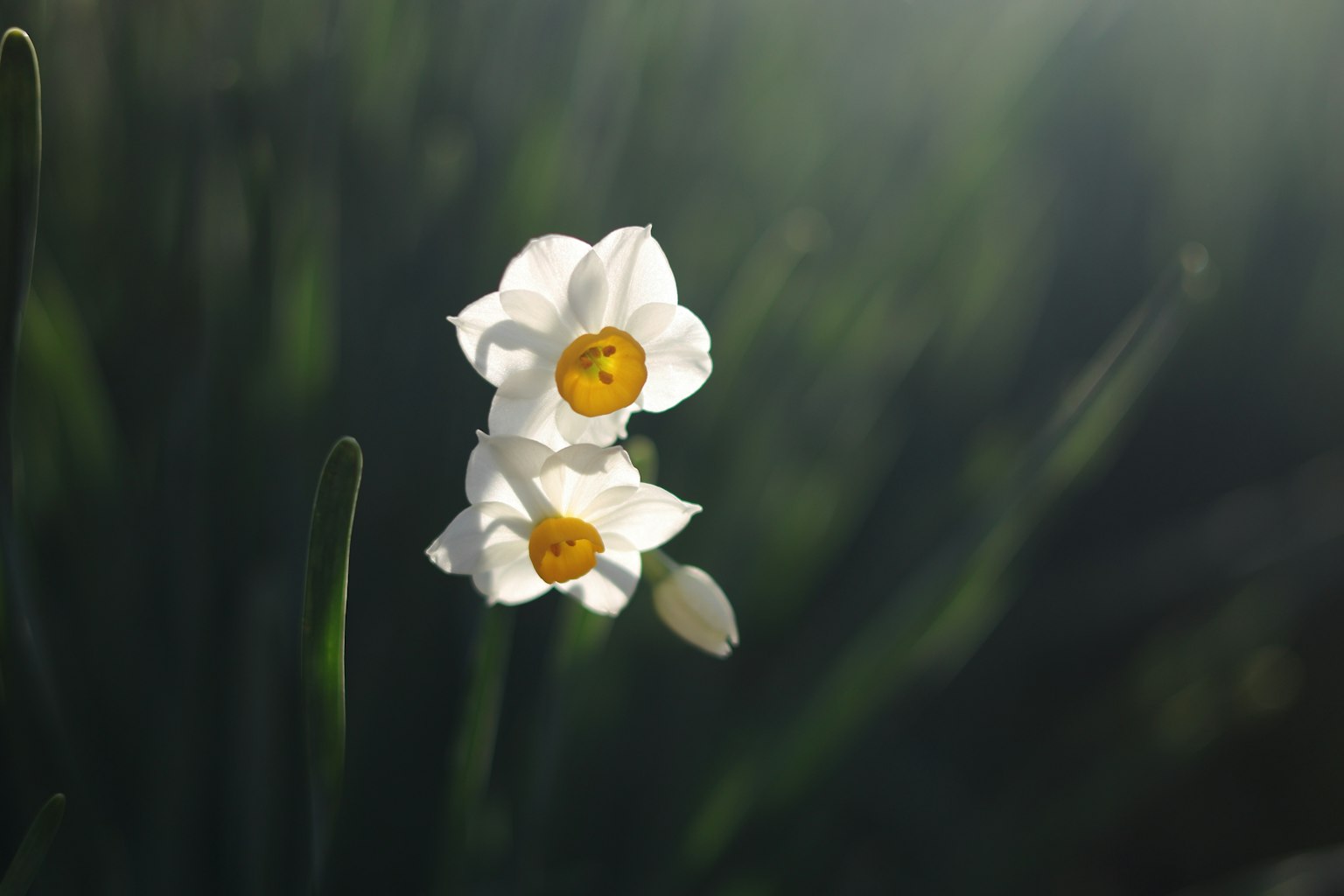 Two white daffodil flowers with yellow centers blooming against a green background