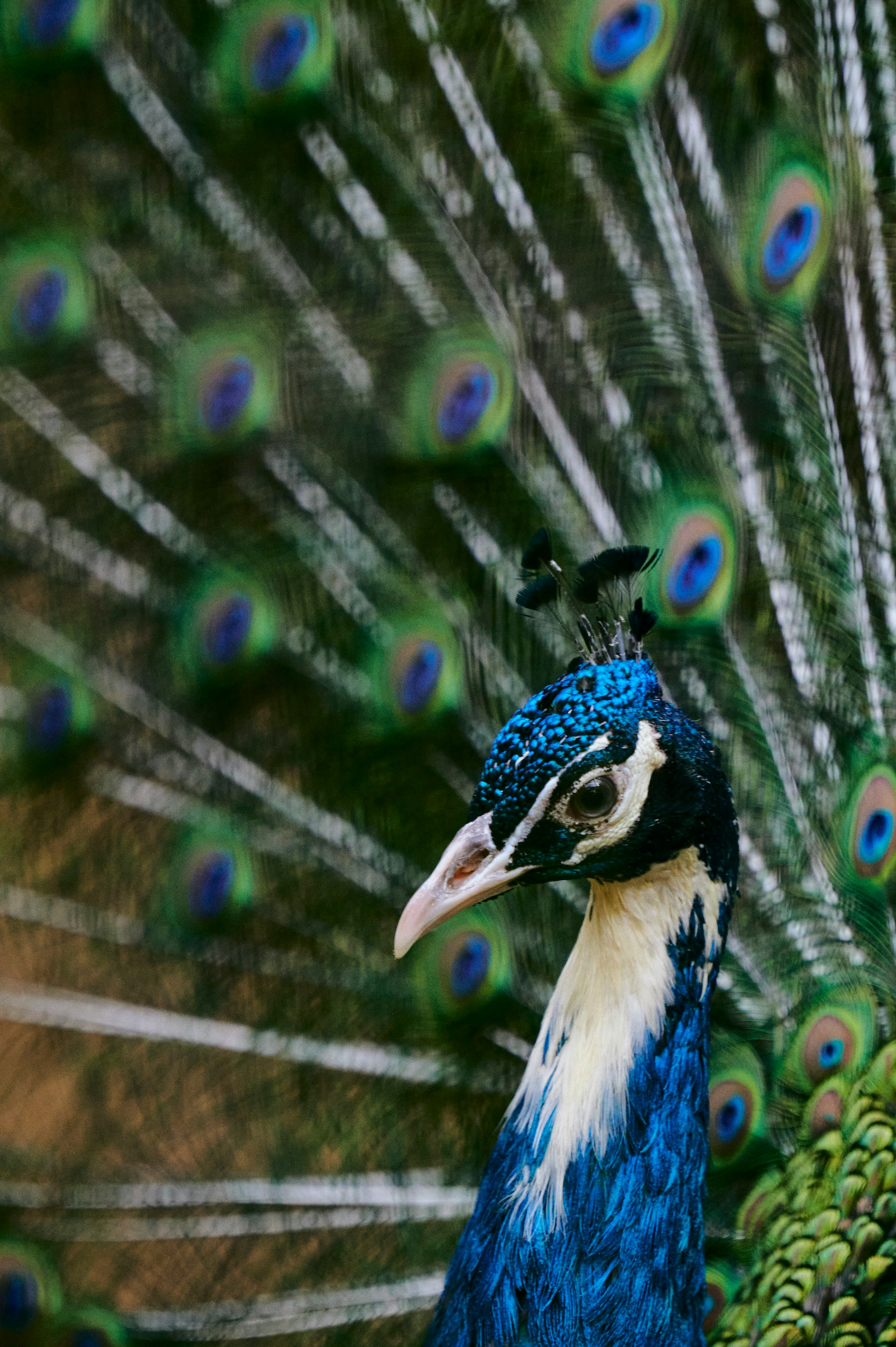 孔雀の羽と青い体が鮮やかな背景の前にいる鳥