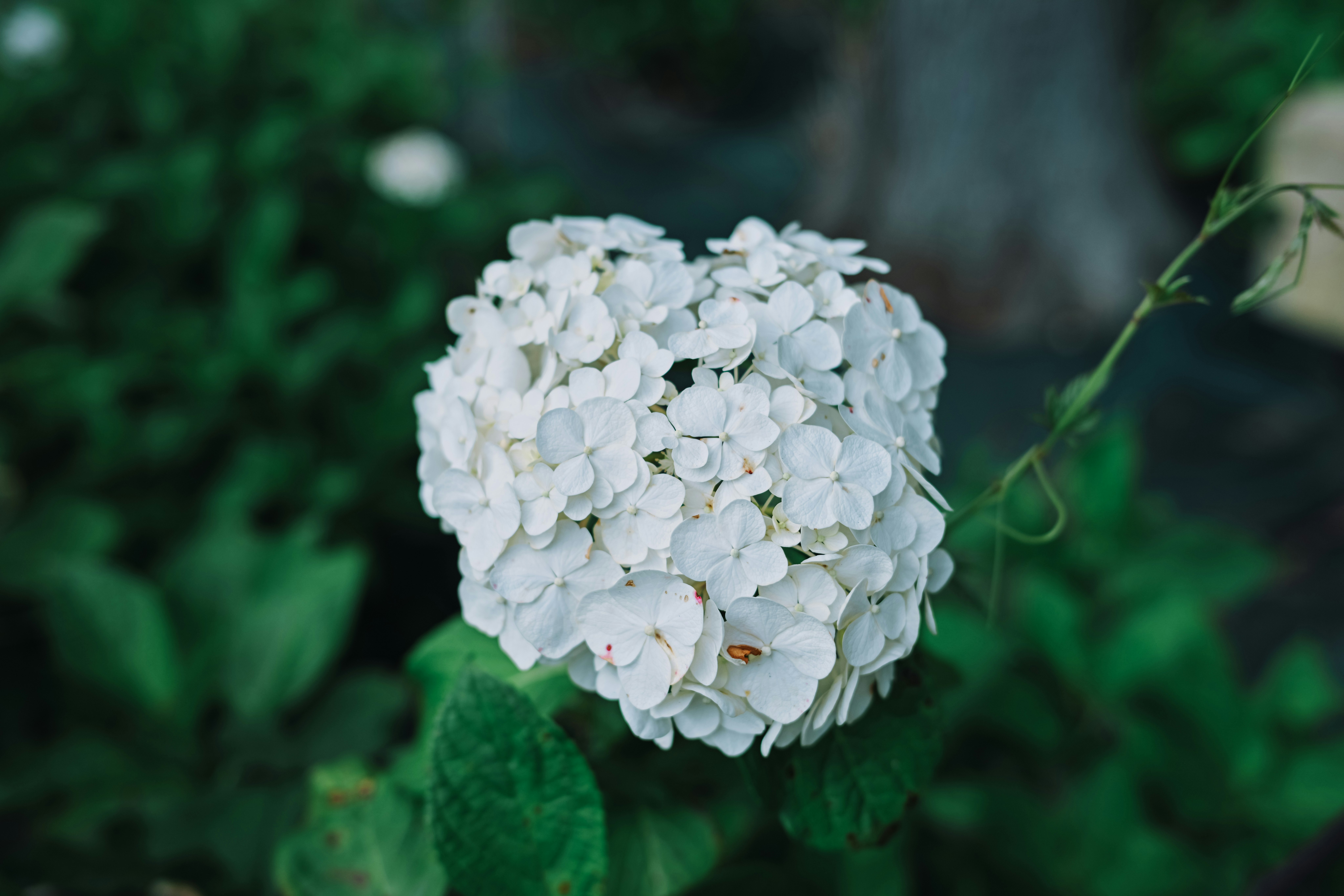 緑の背景に咲く白いアジサイの花