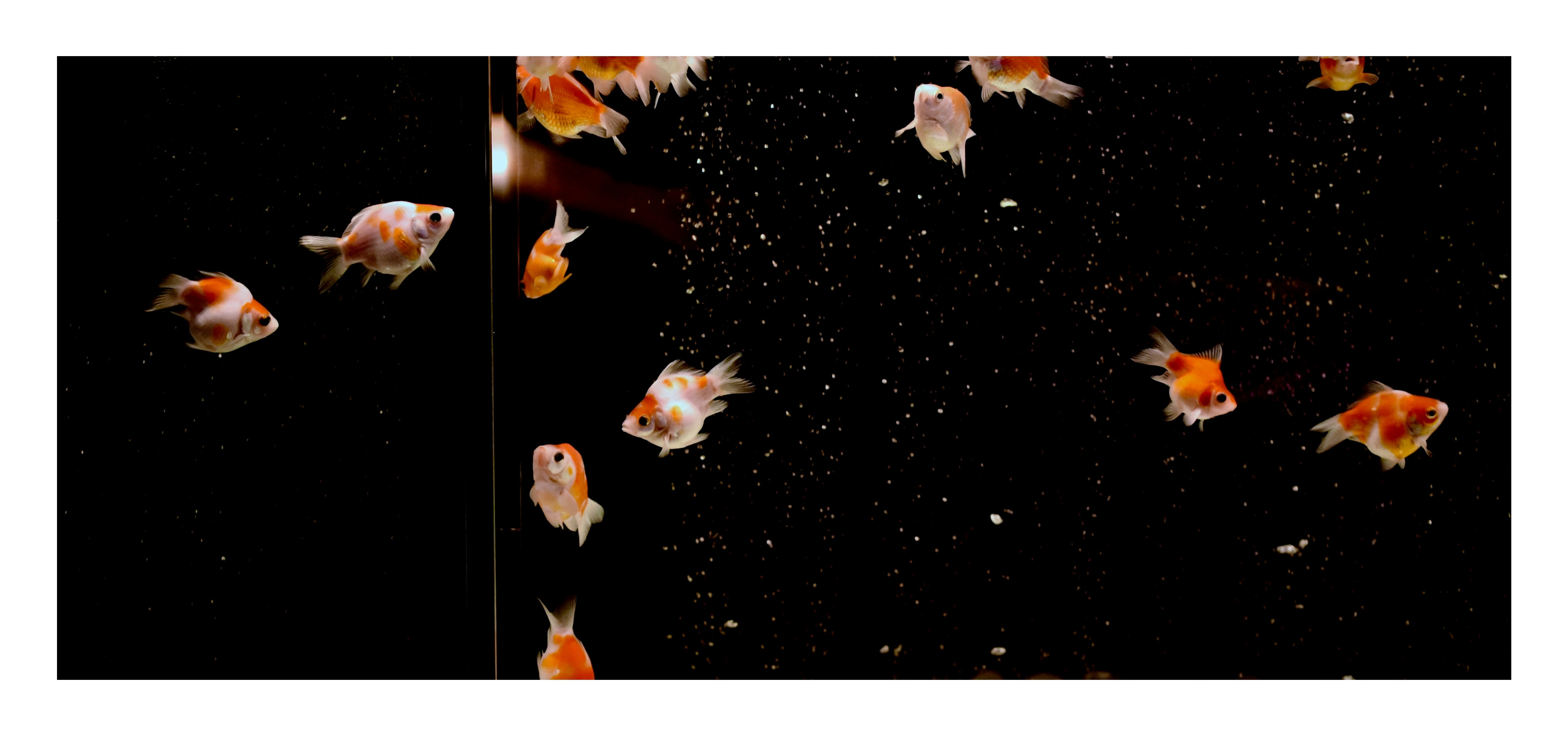 黒い背景に舞う金魚の群れ