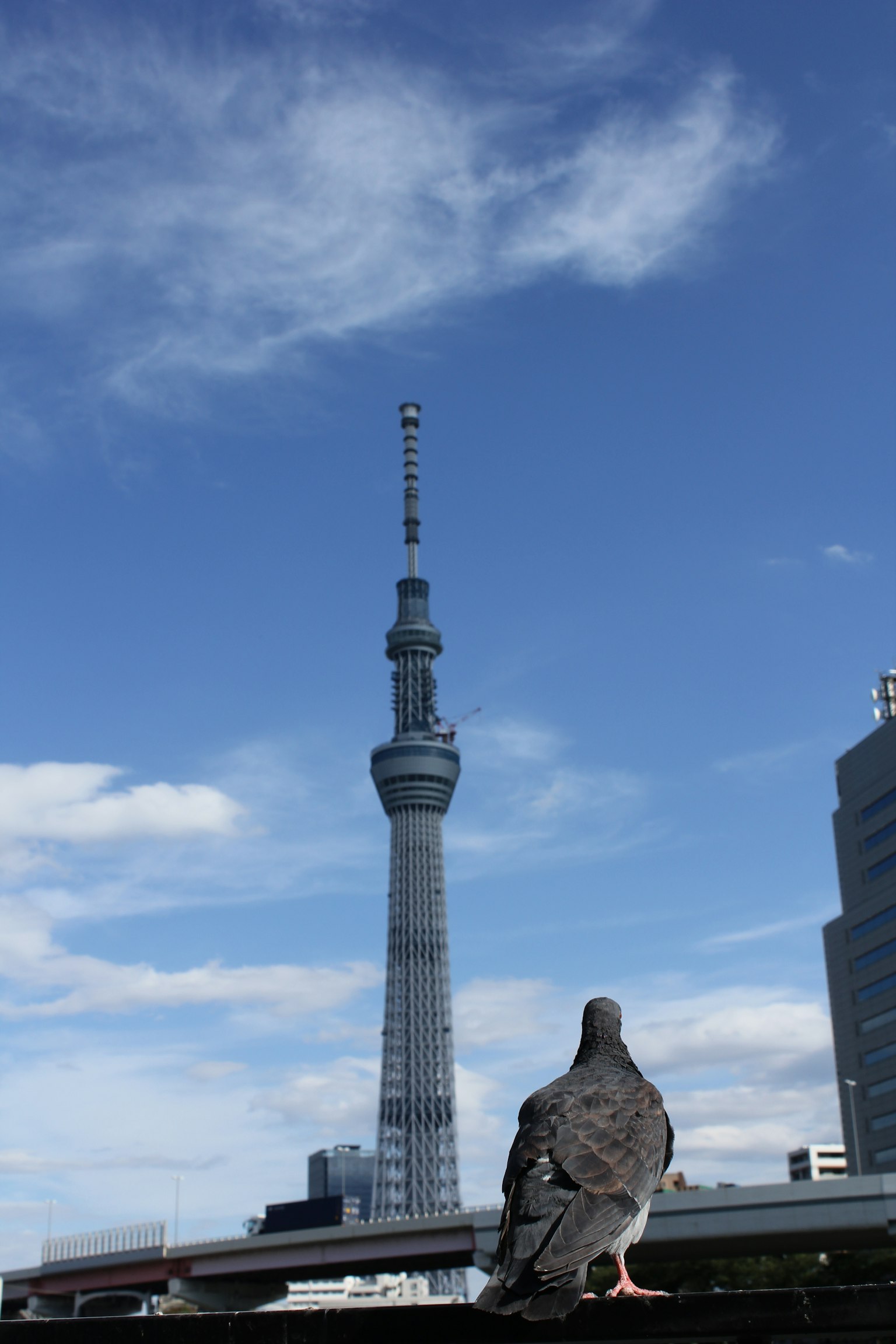 前景中有一只鸽子，背景是东京晴空塔
