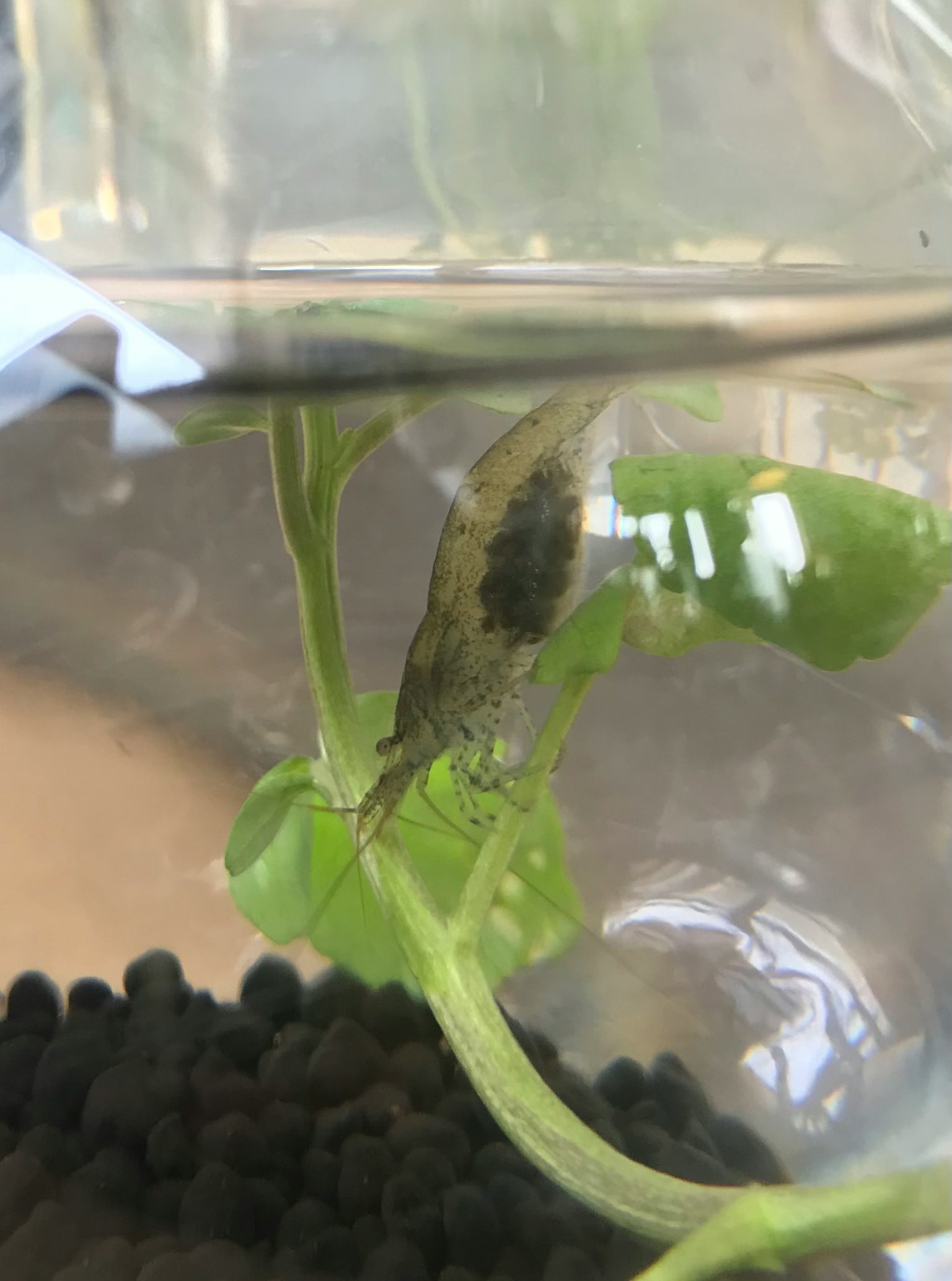 Gamberetto in un acquario di vetro con pianta acquatica verde