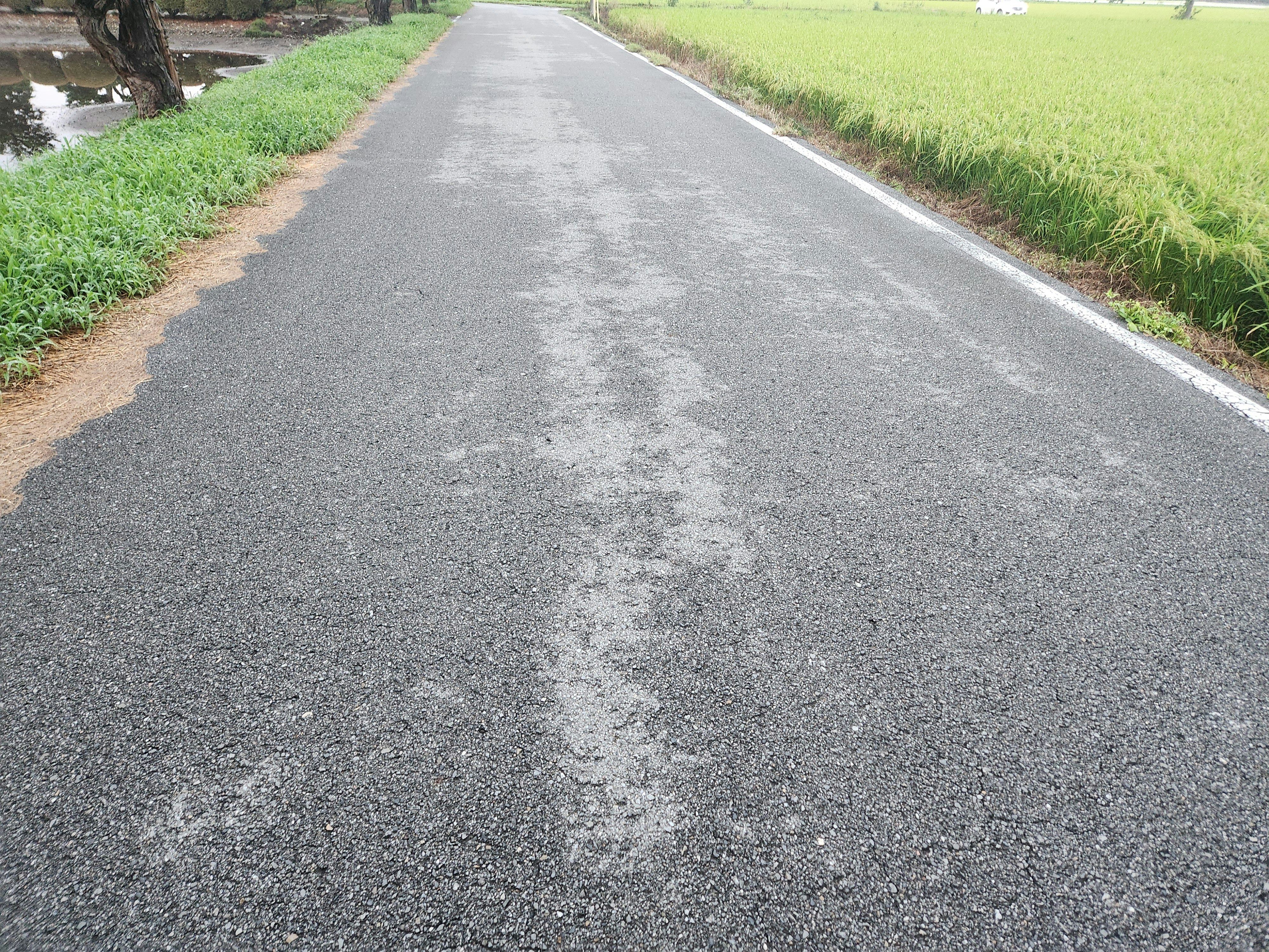 paved road running alongside rice fields