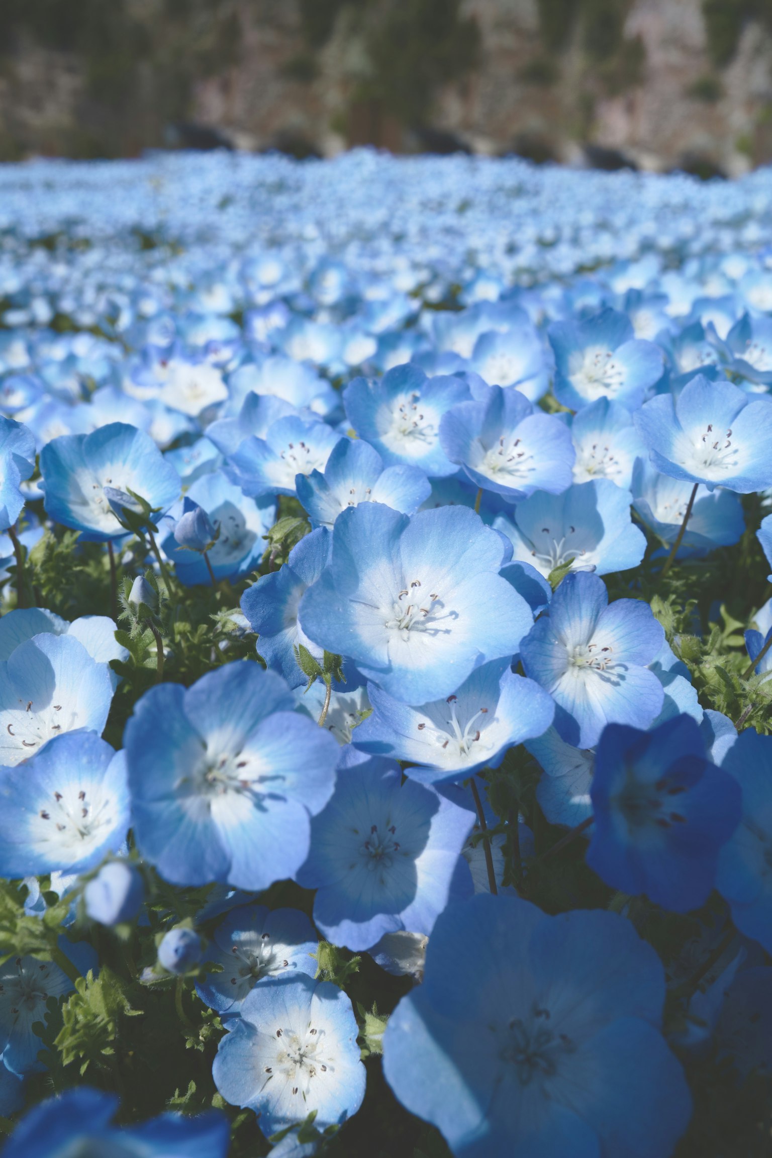 Un bellissimo paesaggio di fiori blu in fiore