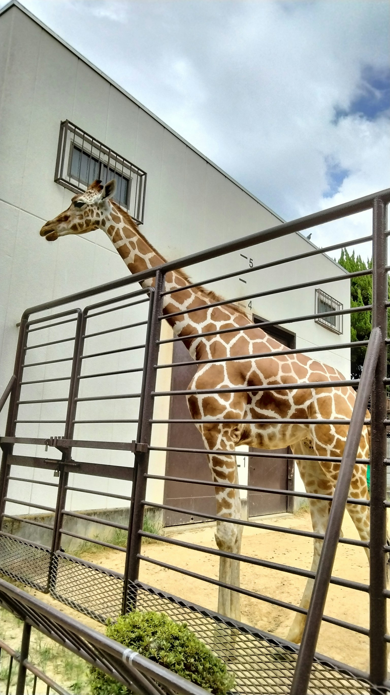 Jirafa de pie detrás de una cerca en un zoológico