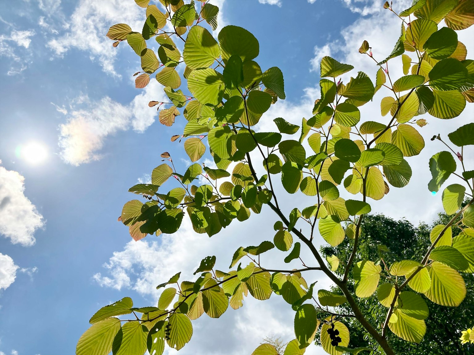 Branches d'arbre avec des feuilles vertes luxuriantes sous un ciel bleu et le soleil