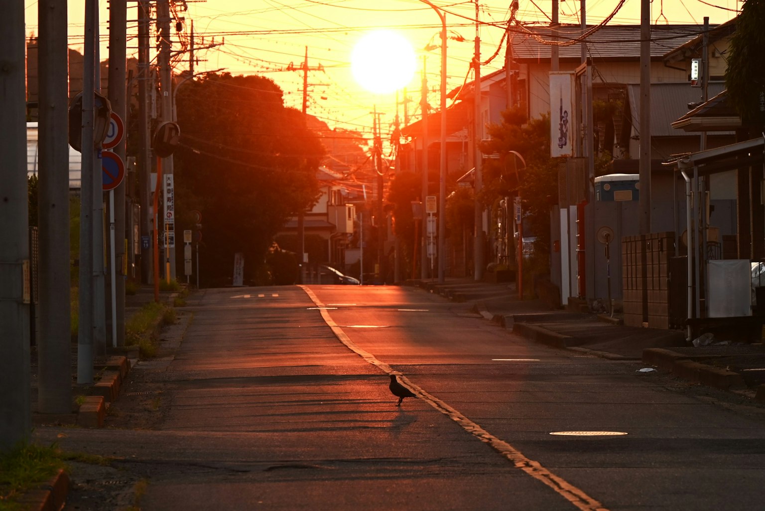 Un pájaro en una calle tranquila durante el atardecer