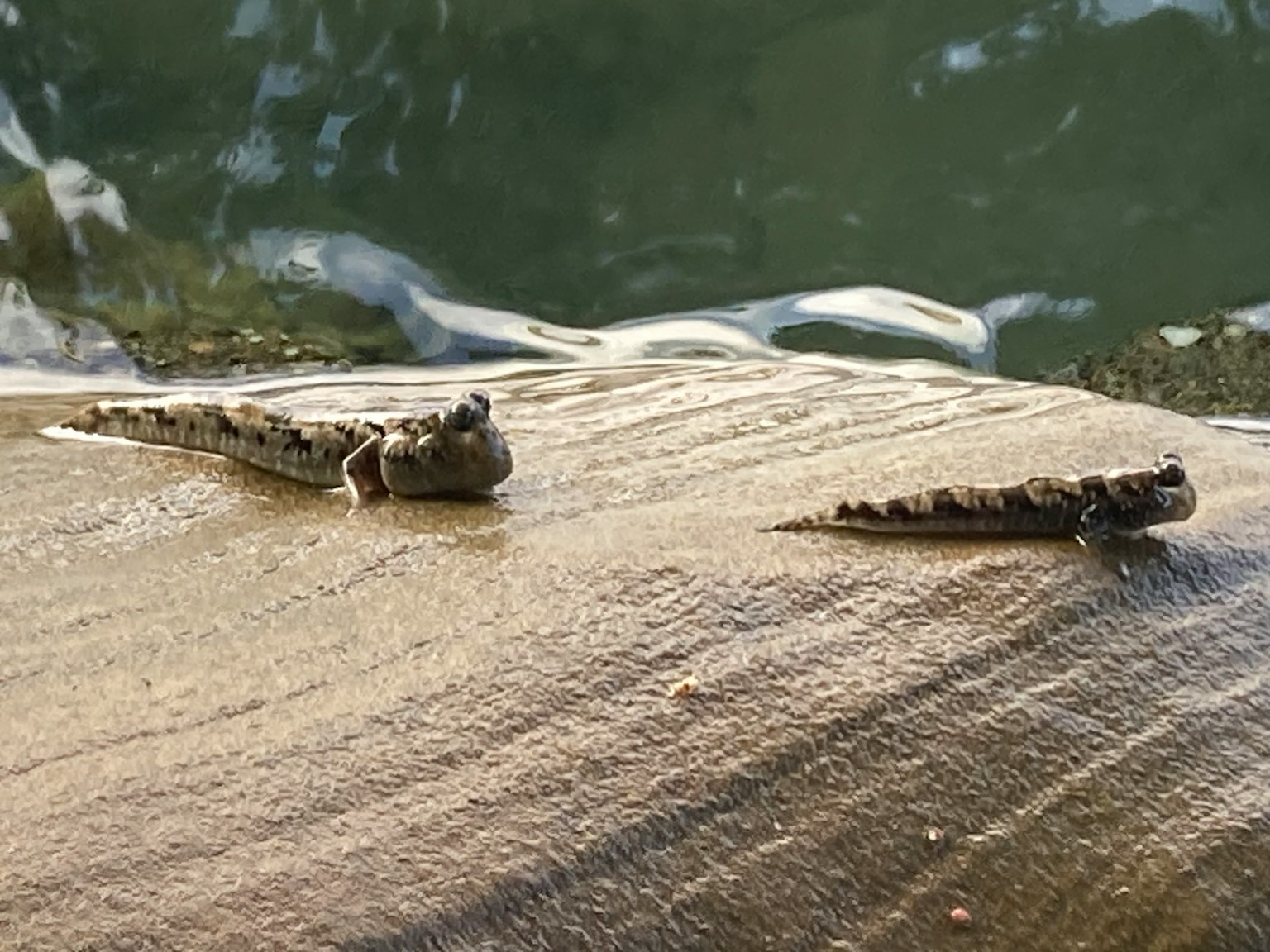Zwei kleine fischähnliche Kreaturen auf einer Holzoberfläche am Wasser