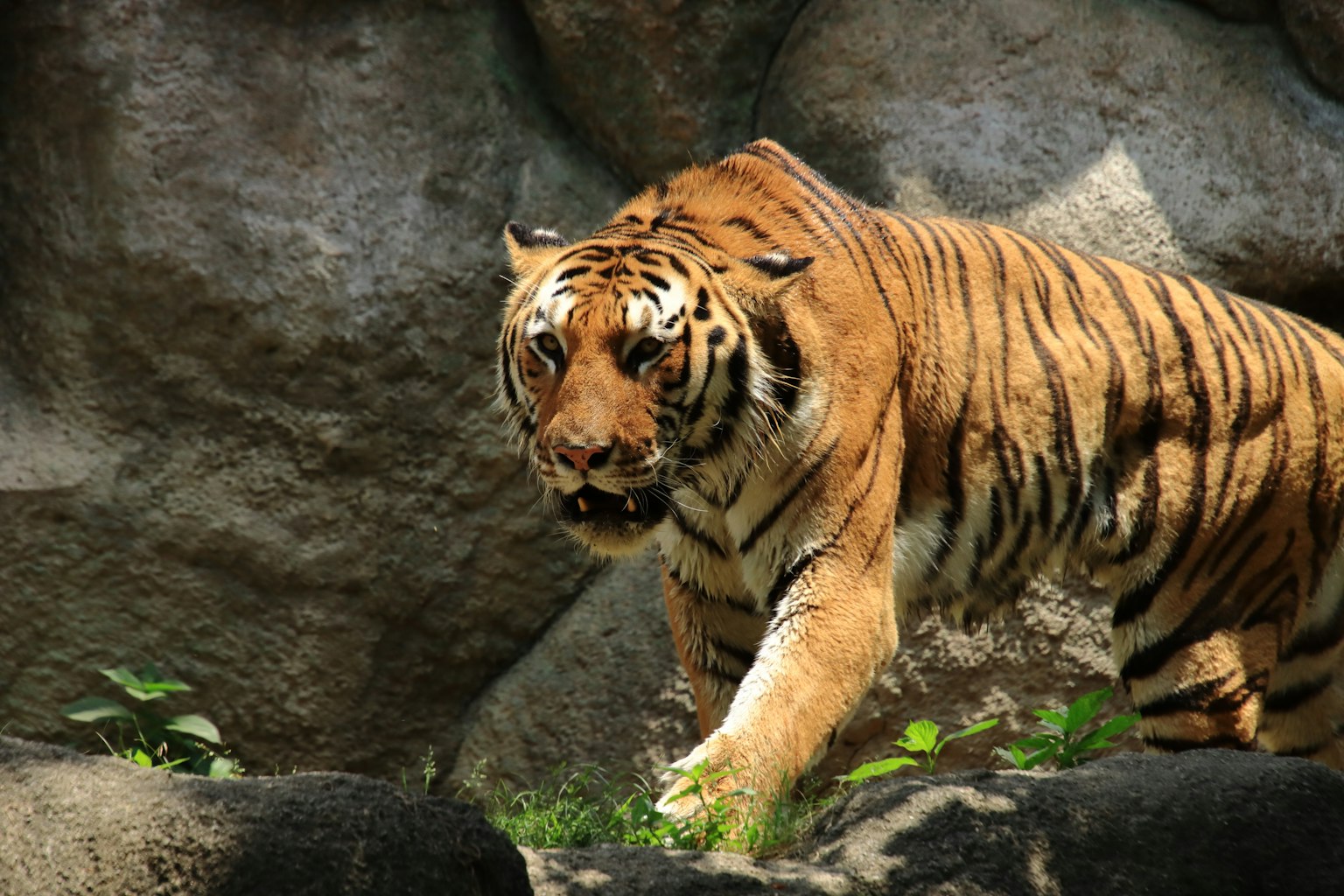 Un tigre che cammina tra le rocce con strisce arancioni e nere vivaci