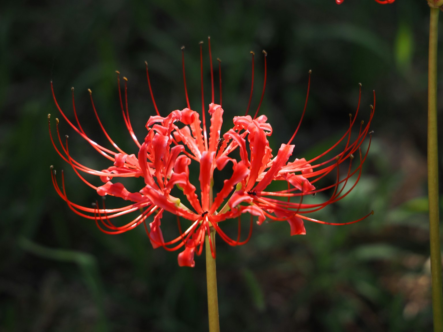 Fioritura vibrante di giglio ragno rosso in un ambiente naturale