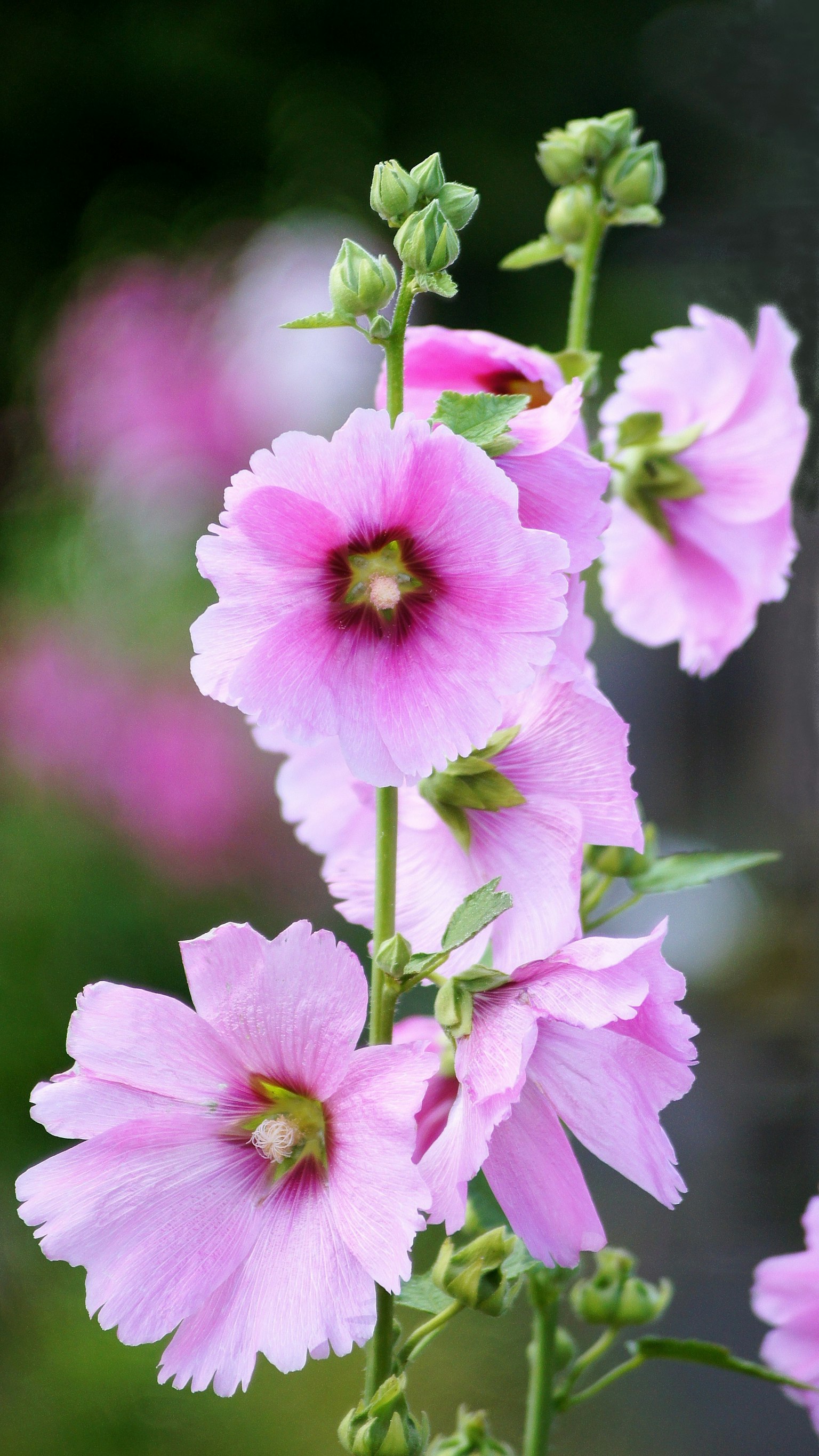 Primer plano de flores de malva rosa en flor
