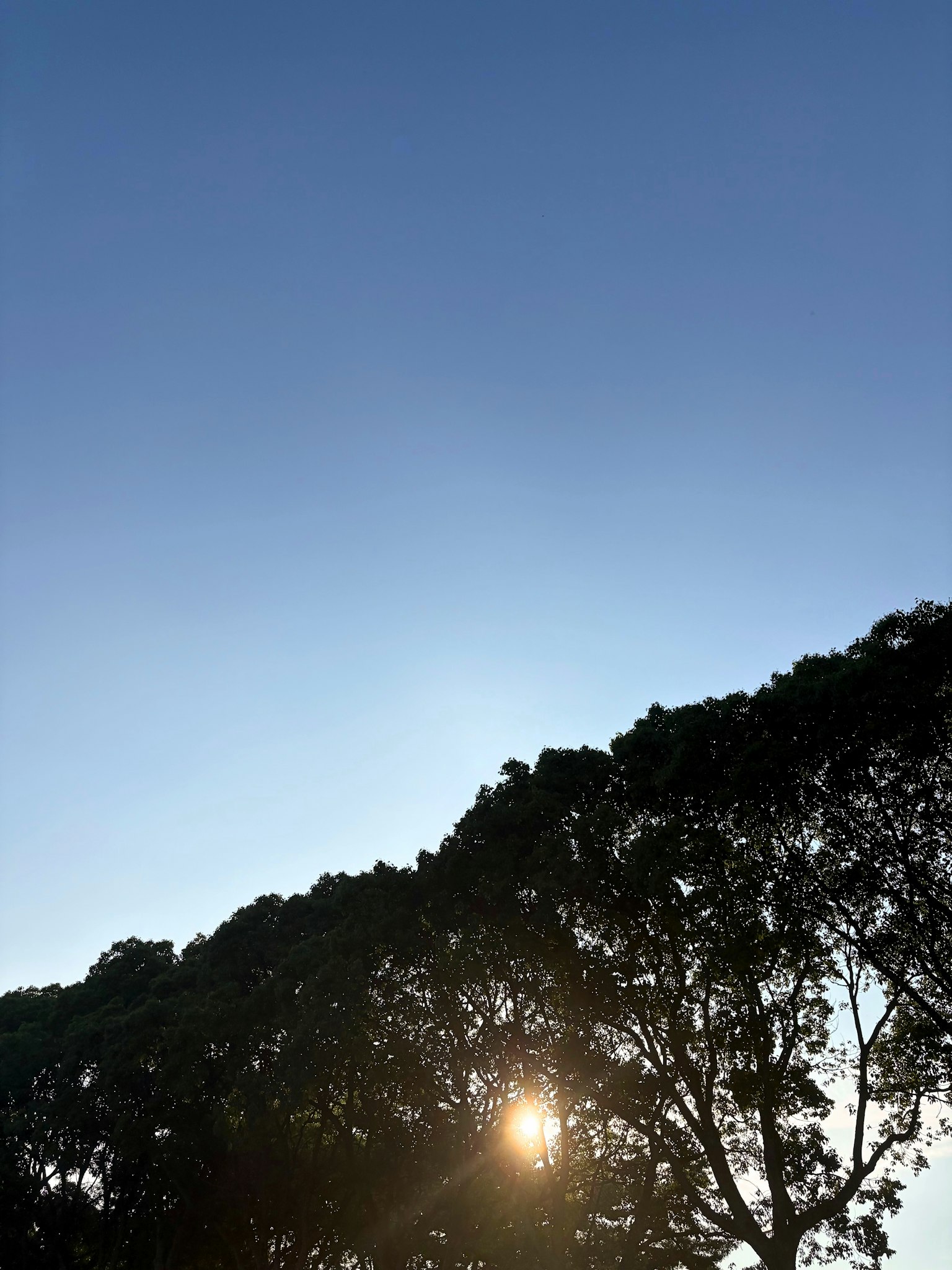 Silueta de árboles contra un cielo azul claro al atardecer