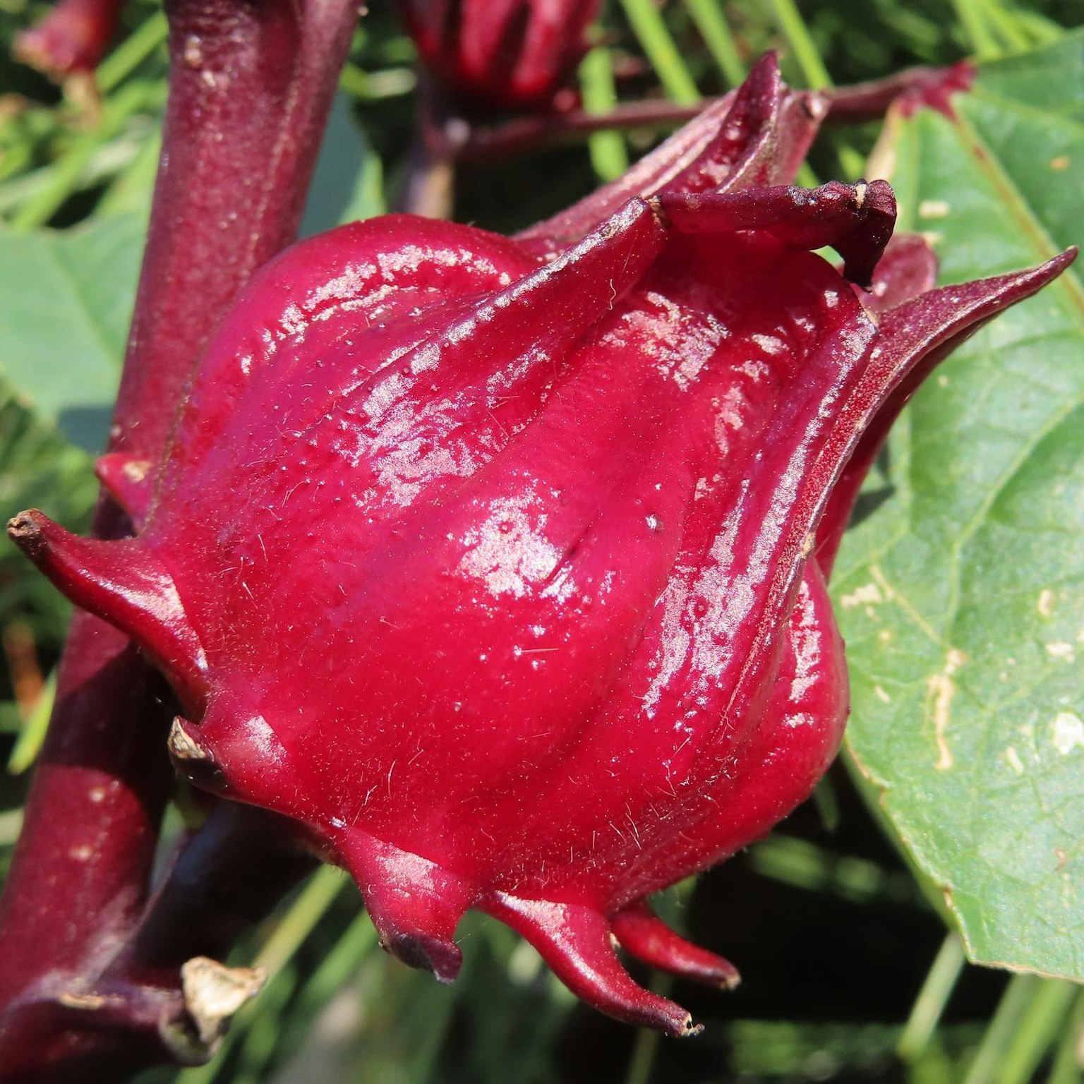 Close-up buah hibiscus merah dengan daun hijau