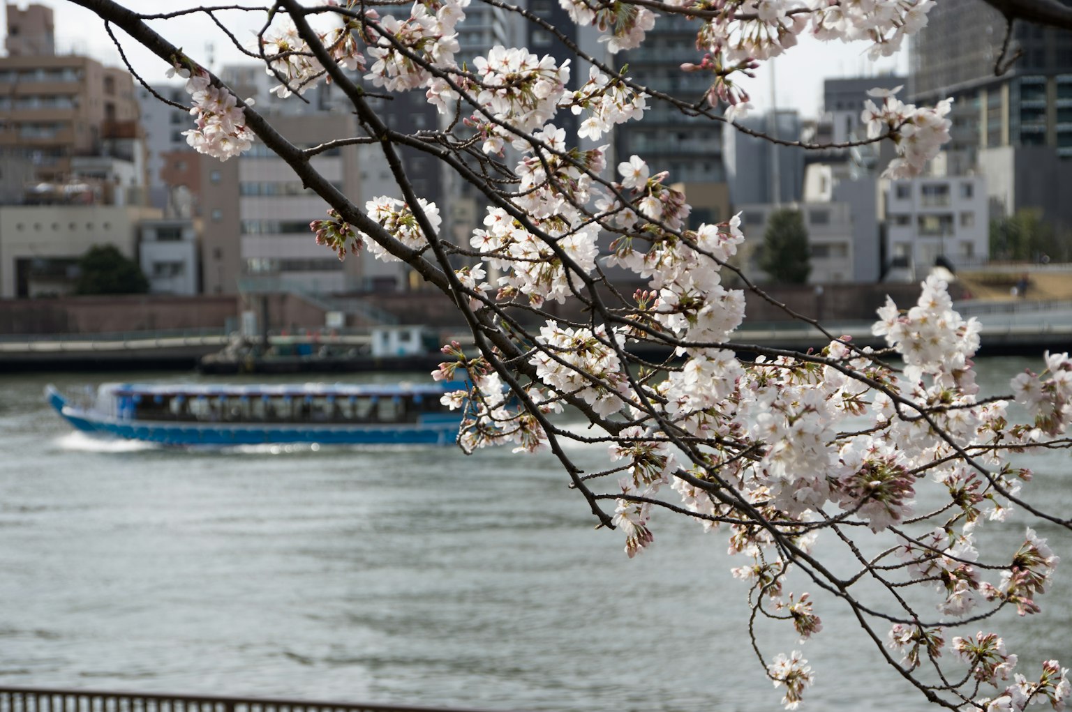 Fiori di ciliegio con sfondo di fiume e città