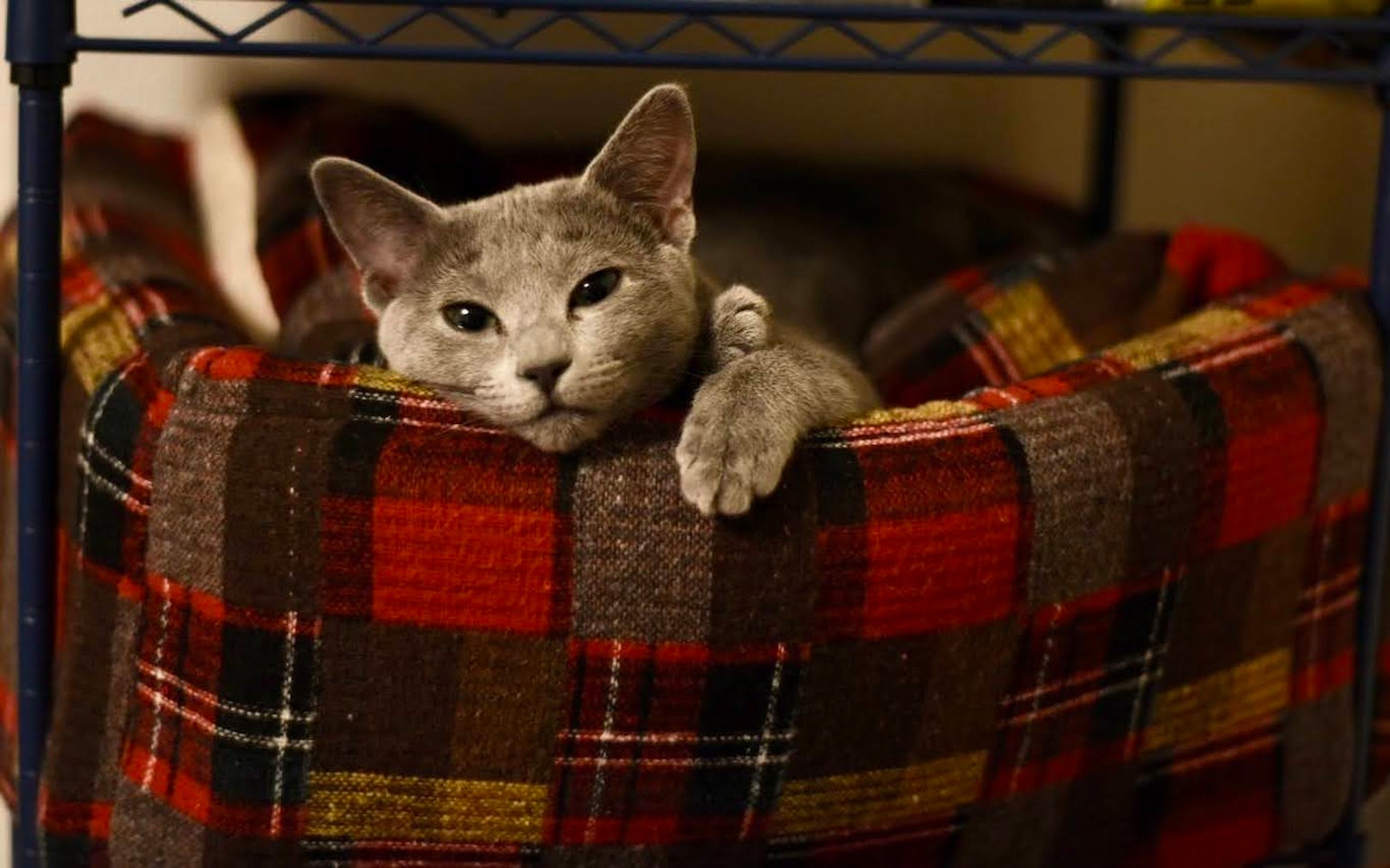 灰色猫在格子图案的床上放松