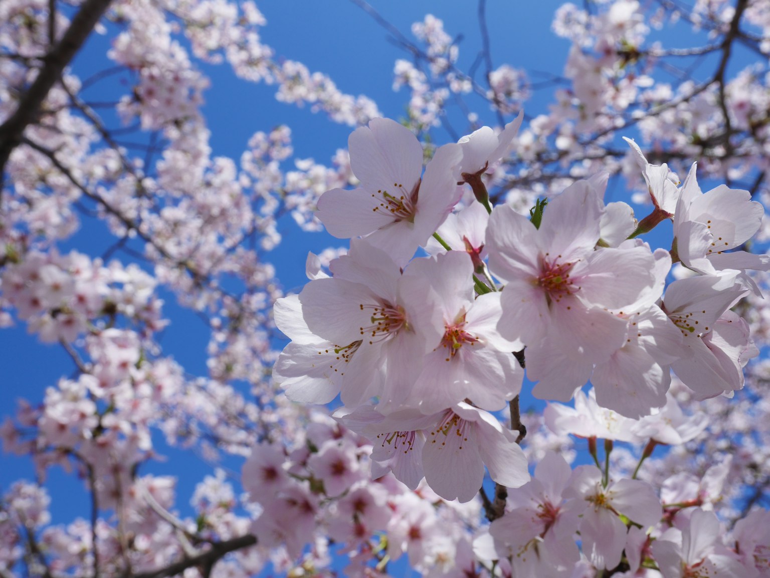 Close-up bunga sakura di bawah langit biru