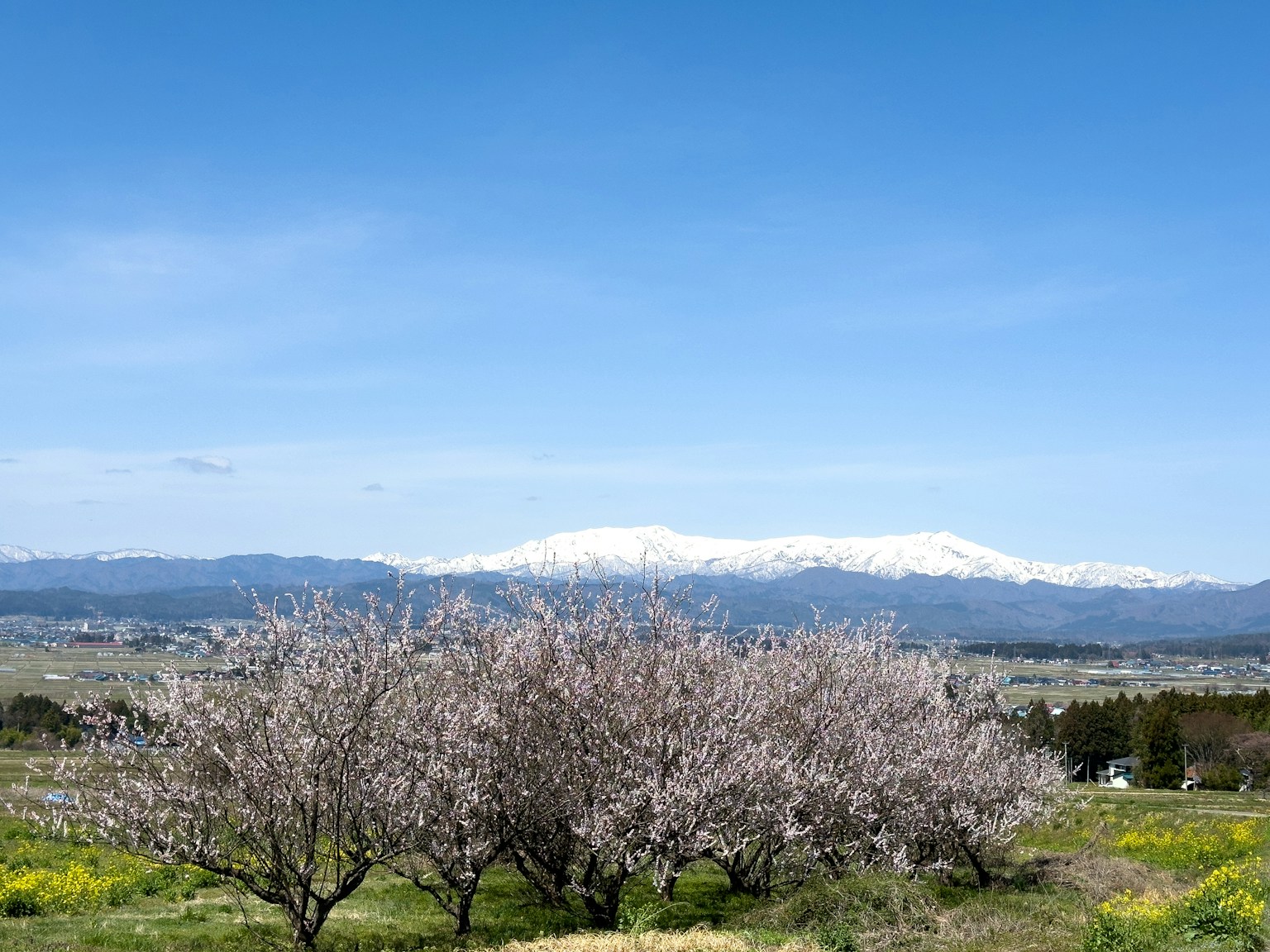 Cerisiers en fleurs avec des montagnes enneigées en arrière-plan sous un ciel bleu clair