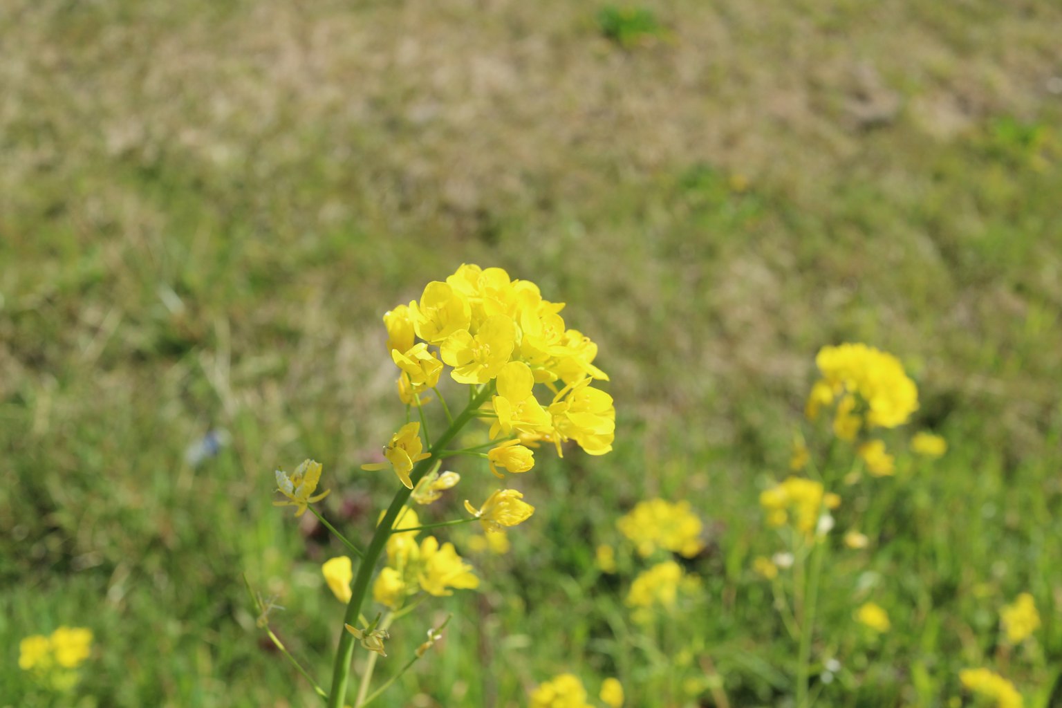 Primo piano di fiori gialli in un campo erboso