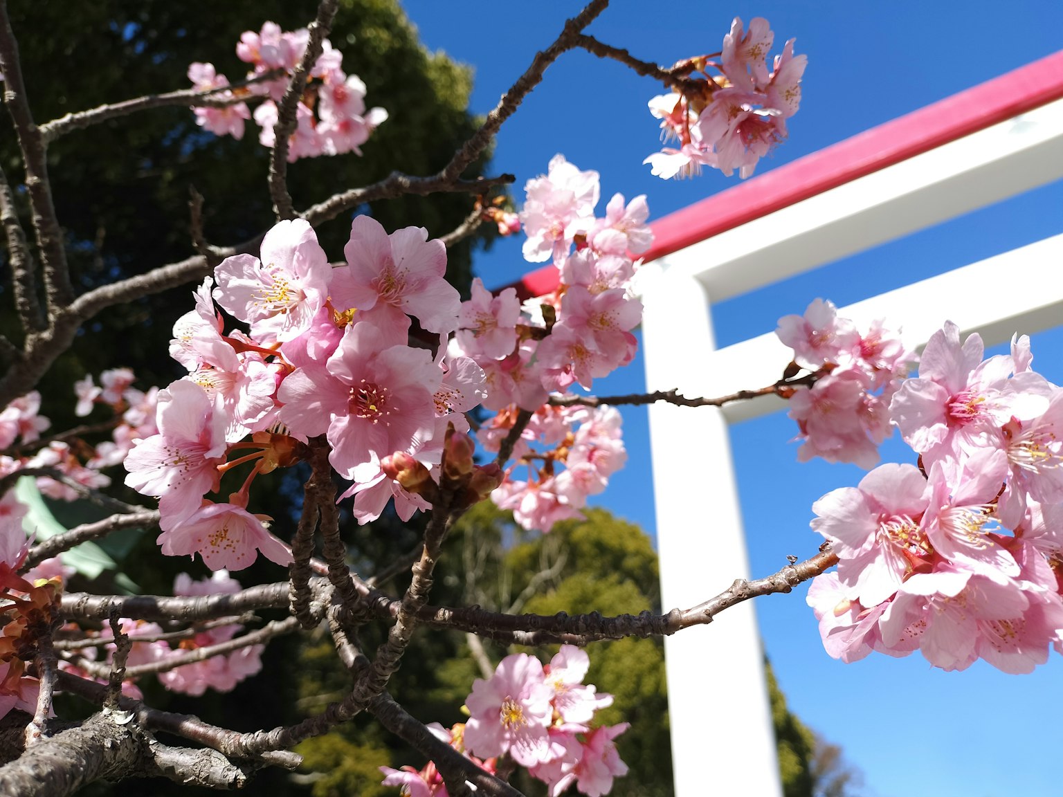 Rami di ciliegio con fiori rosa contro un cielo blu