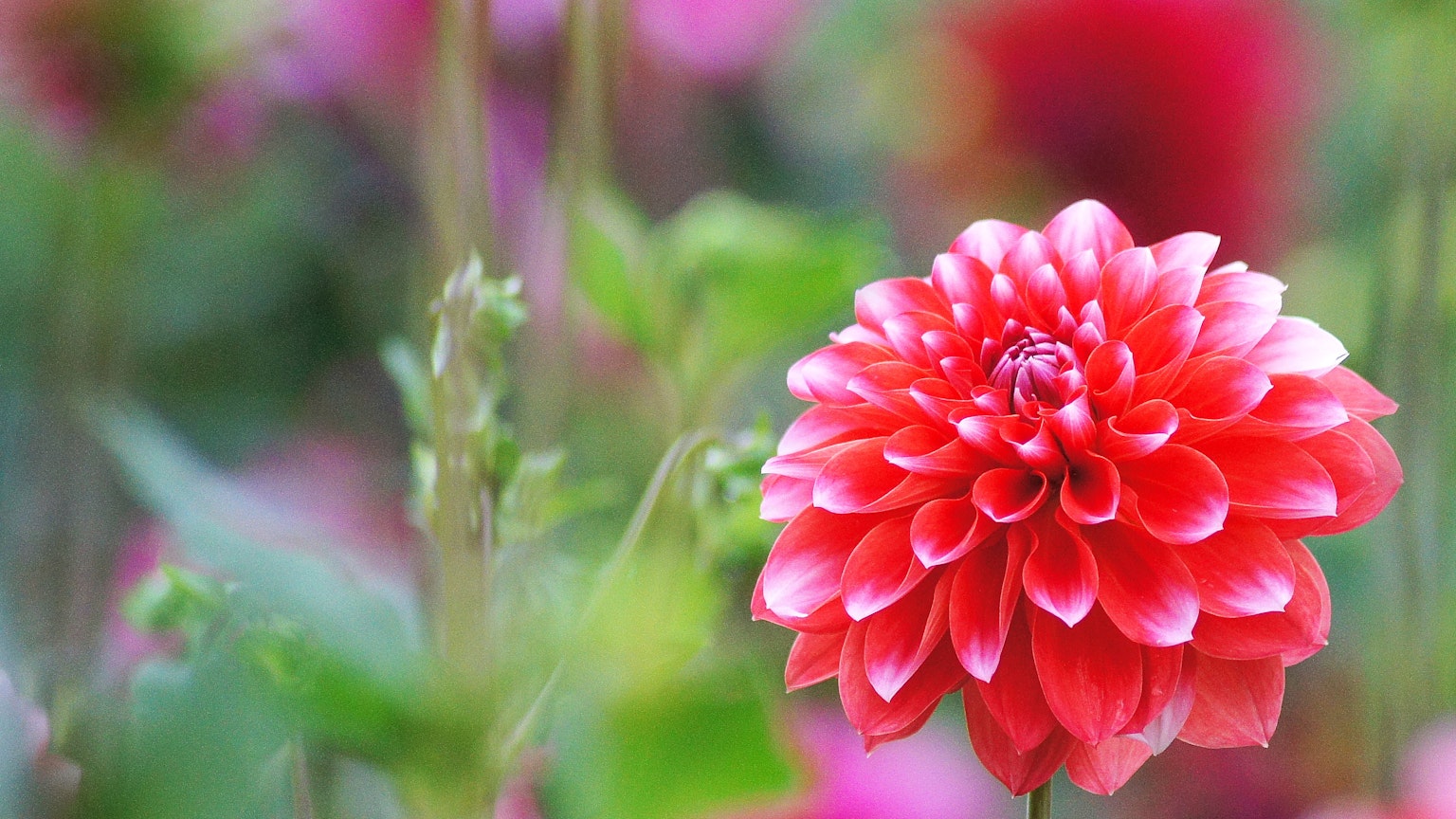 Flor de dalia roja vibrante rodeada de hojas verdes