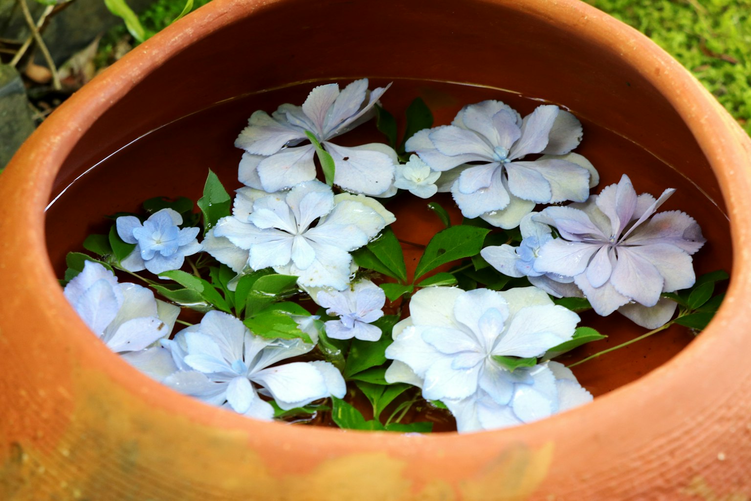 ภาพของหม้อดินที่เต็มไปด้วยน้ำและดอกไม้สีน้ำเงินอ่อนและใบสีเขียวลอยอยู่