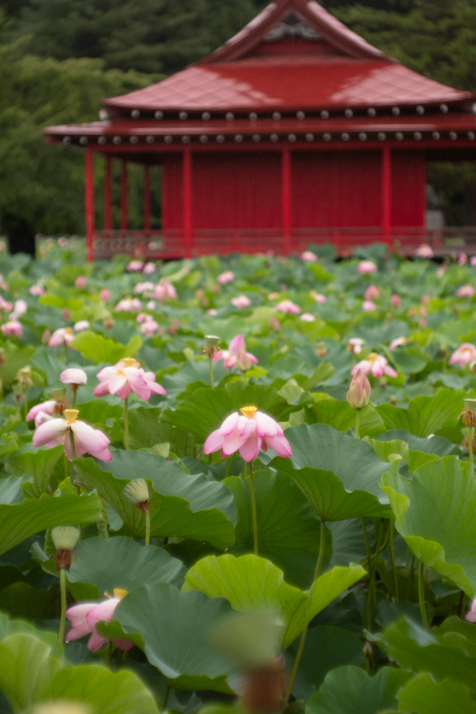 Scenic view of pink lotus flowers with a red pavilion