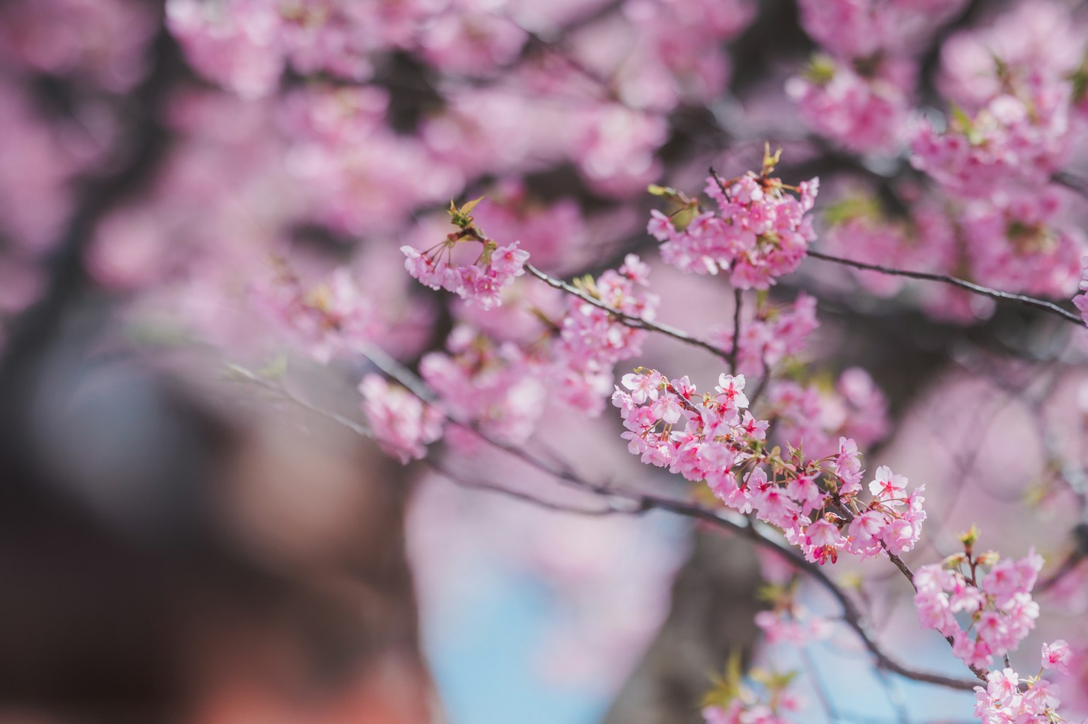 Close-up of cherry blossom branches with pink flowers and blurred background