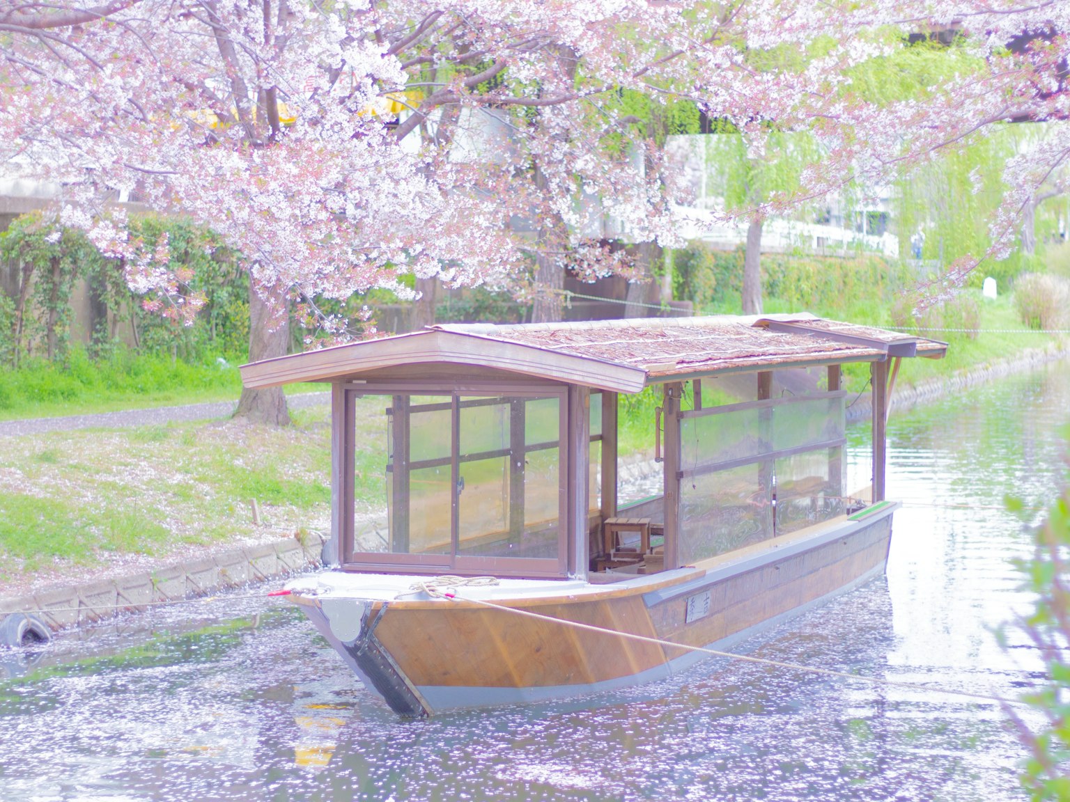 Perahu kayu mengapung di saluran tenang yang dikelilingi oleh pohon sakura