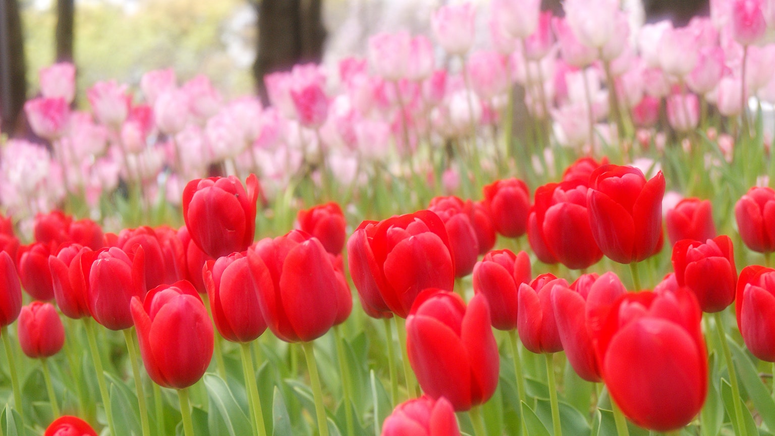Un campo de tulipanes rojos y tulipanes rosas en flor
