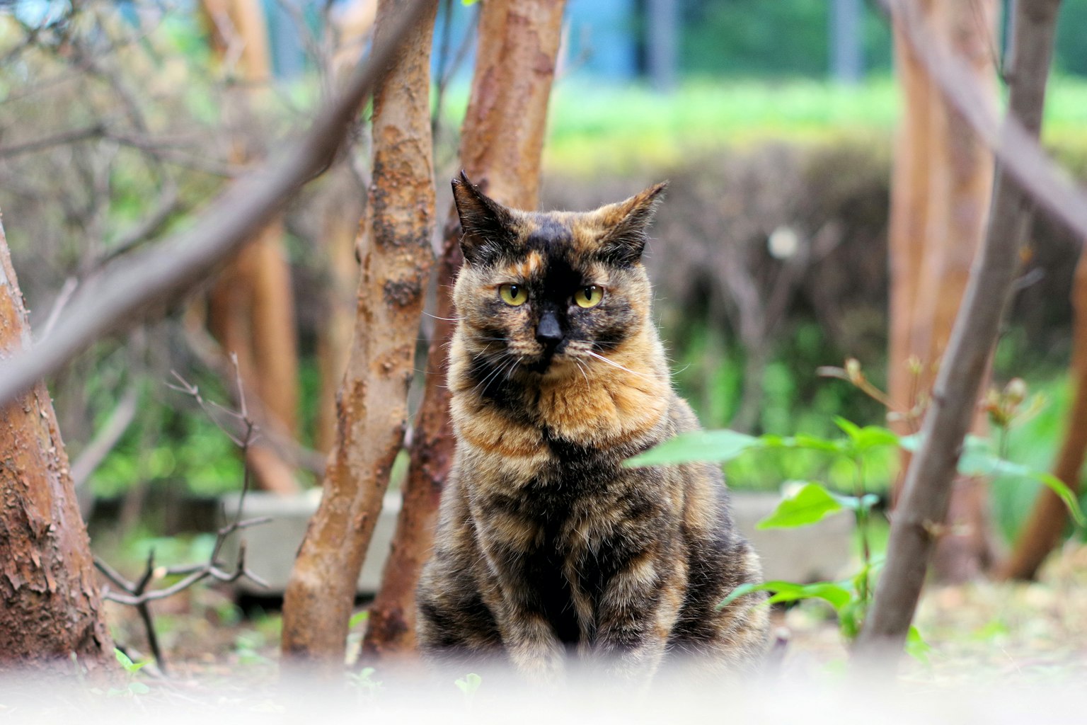 Foto kucing tortoiseshell yang duduk di taman
