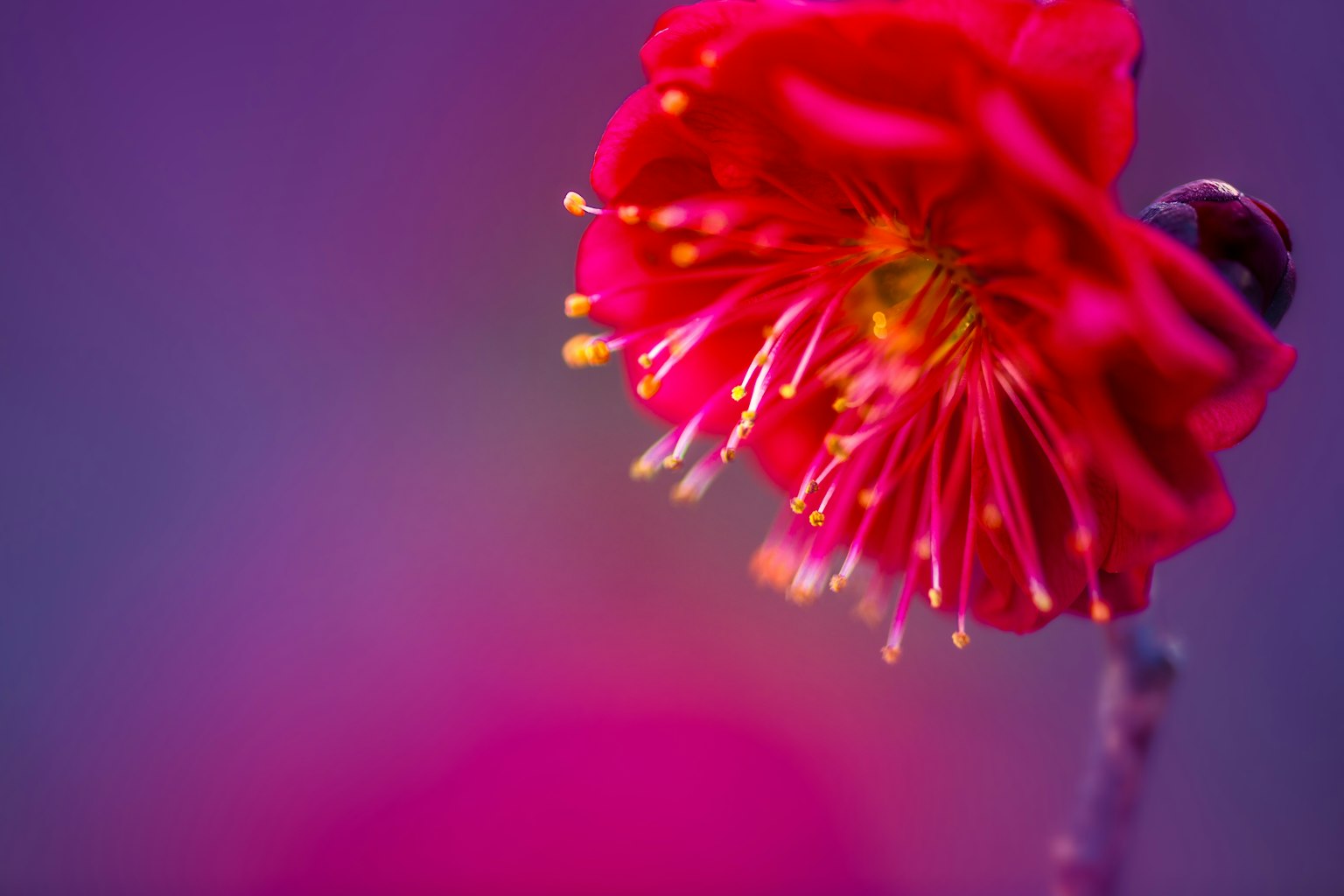 Close-up of a vibrant red flower with a blurred purple background