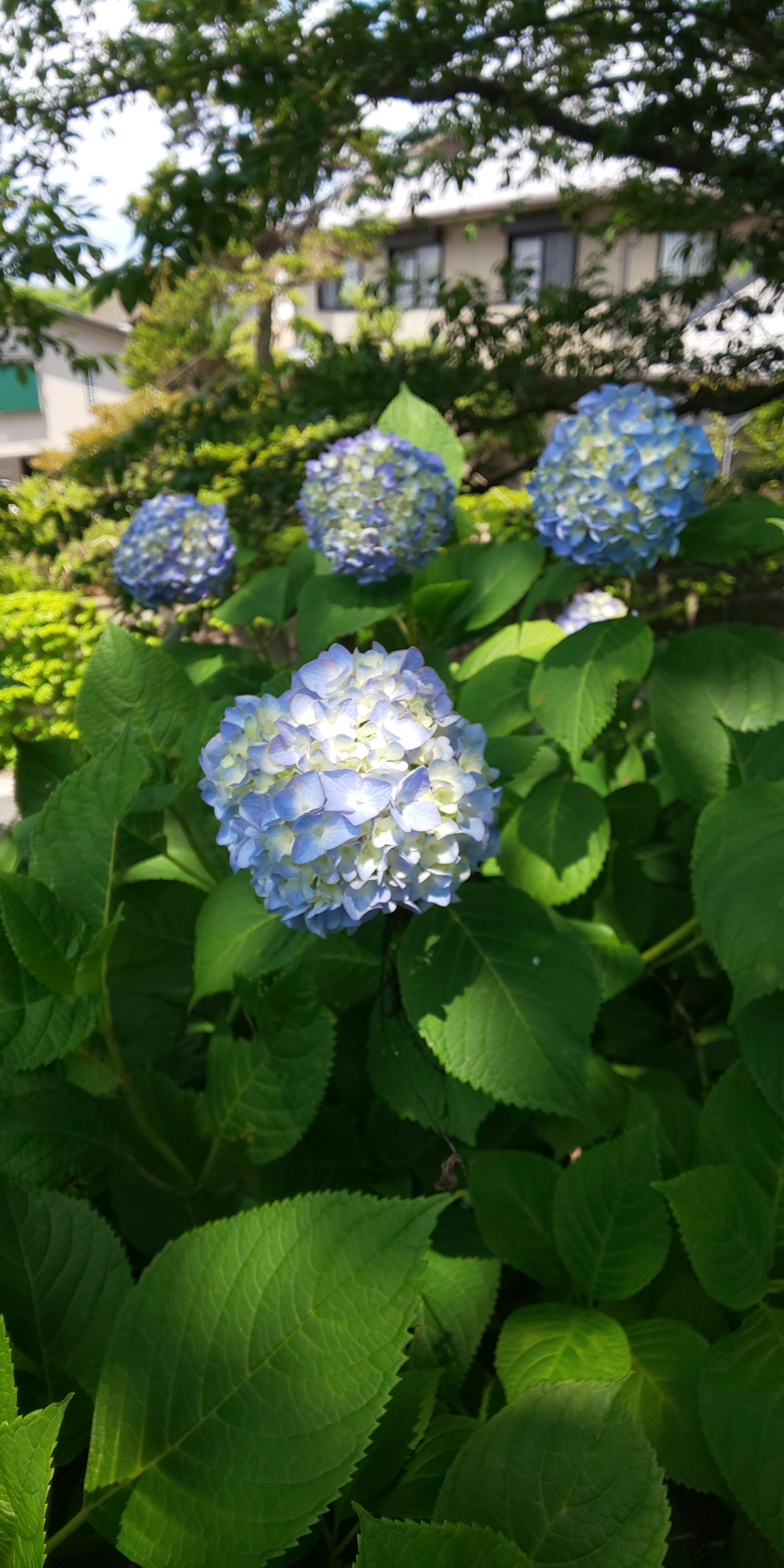 青いあじさいの花が緑の葉に囲まれて咲いている