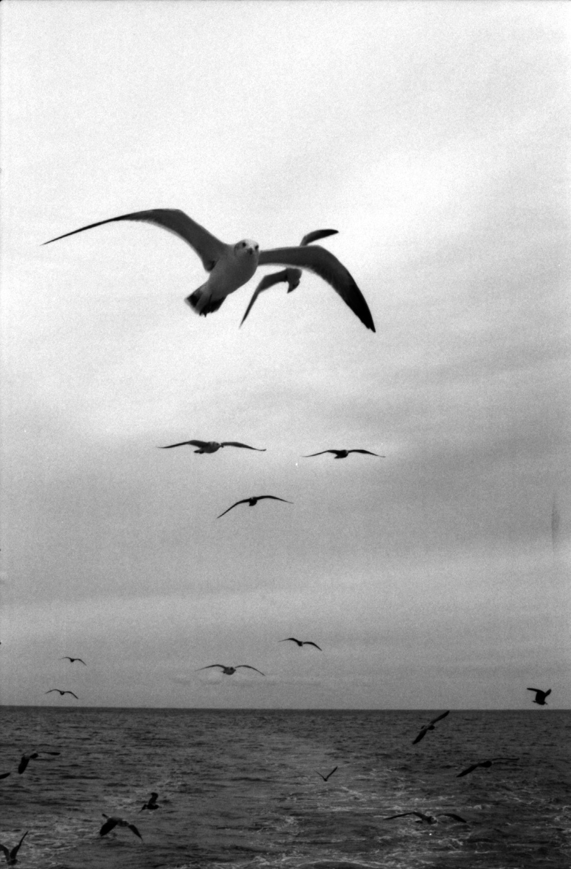 Stormo di uccelli in volere sopra il mare, silhouette delle ali