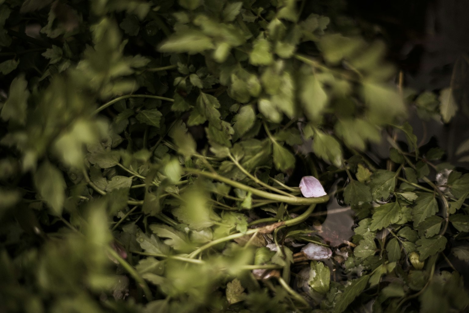 Eine Szene mit kleinen Blumen zwischen üppigem grünem Laub