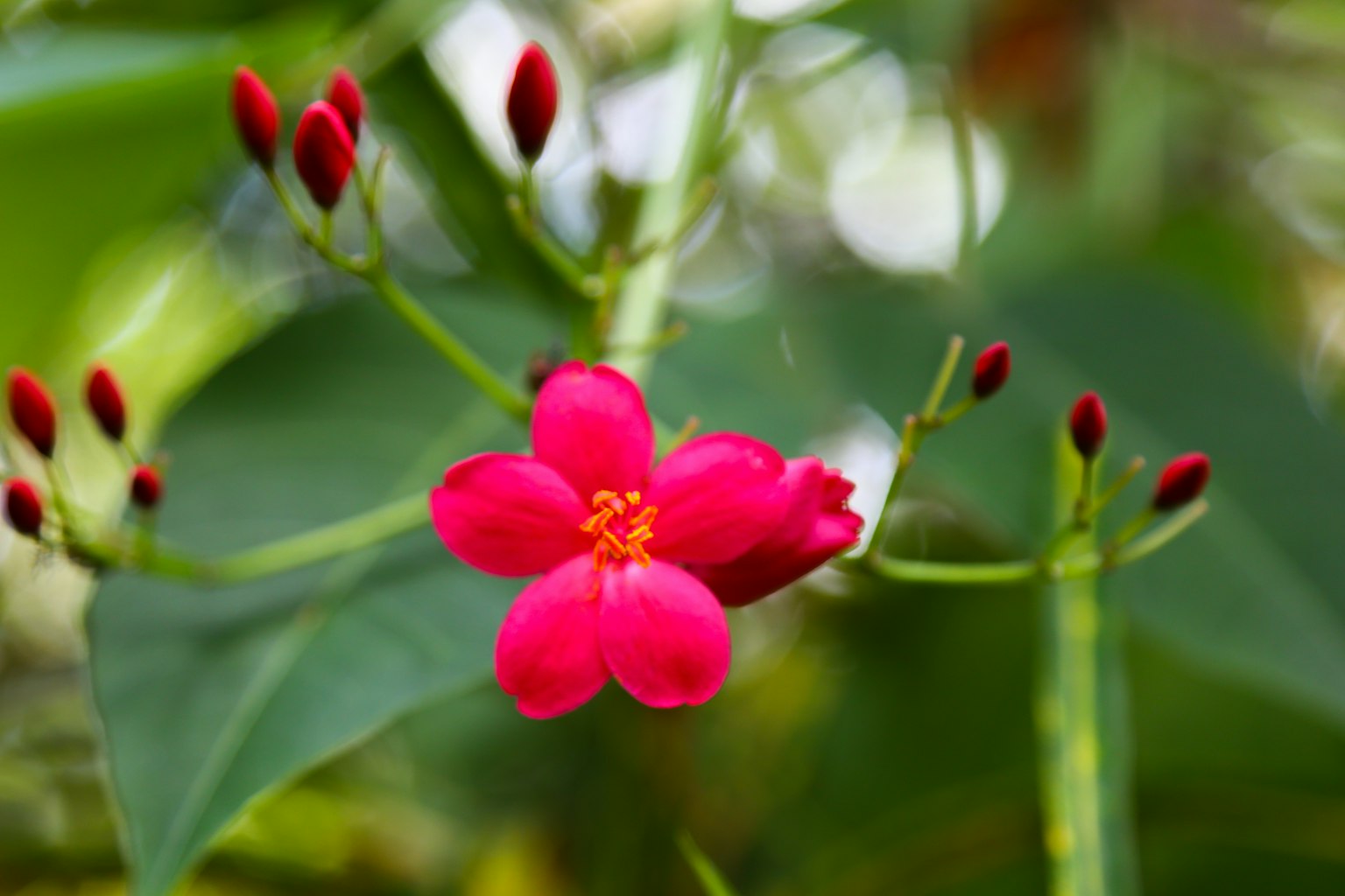 Fiore rosa vivace con foglie verdi e boccioli