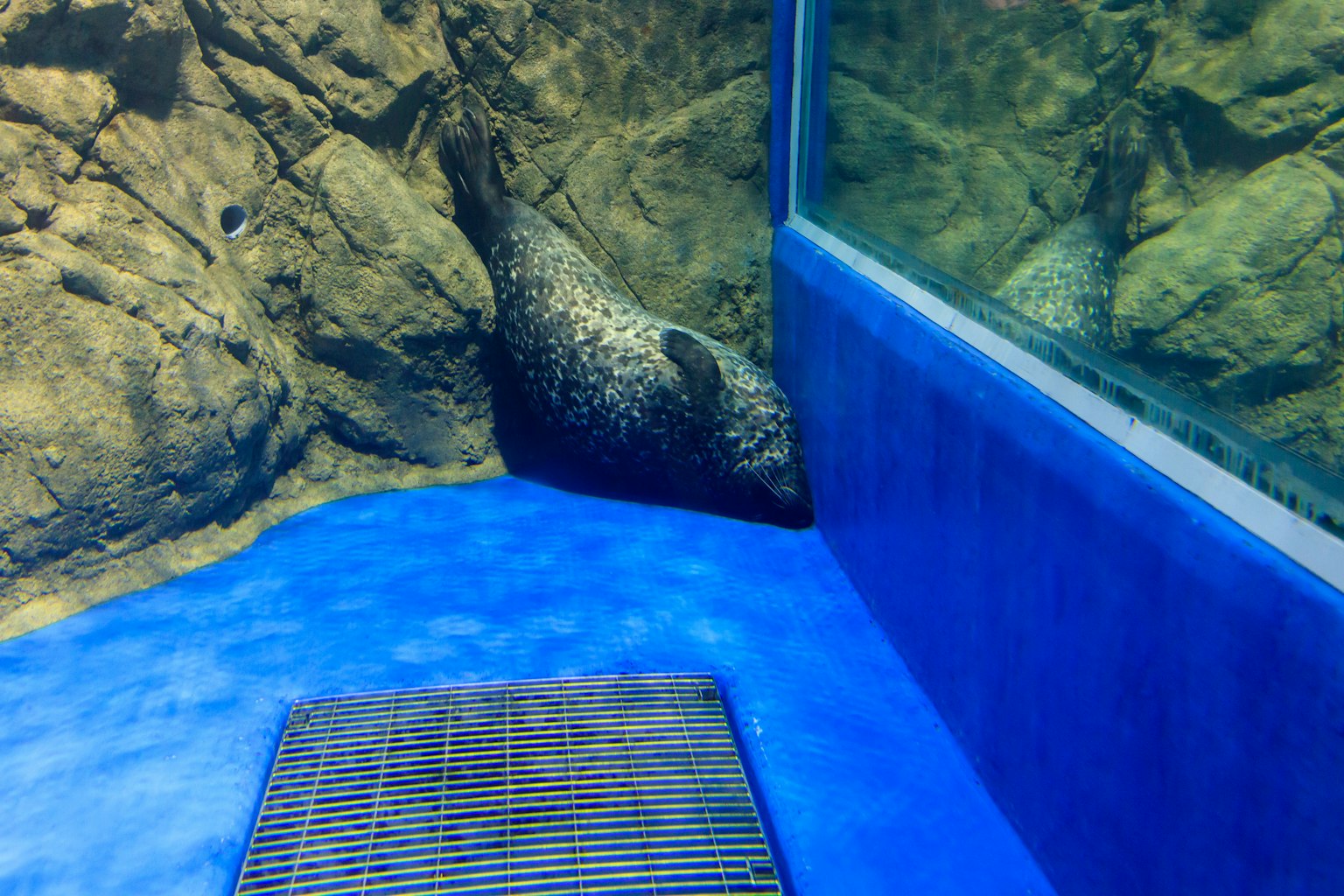 Foca che riposa vicino alle rocce in un acquario con acqua blu