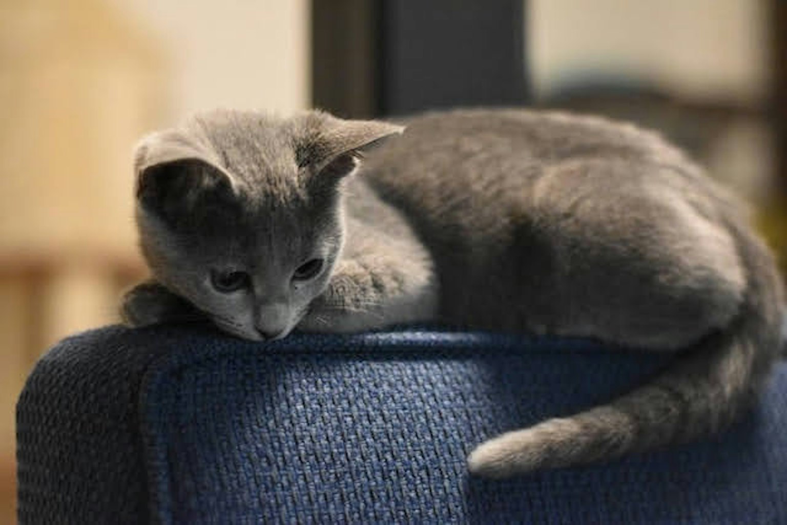 Mèo con màu xám nghỉ ngơi trên ghế sofa màu xanh