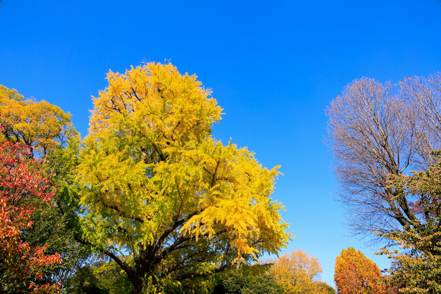A vibrant autumn landscape with colorful trees under a clear blue sky