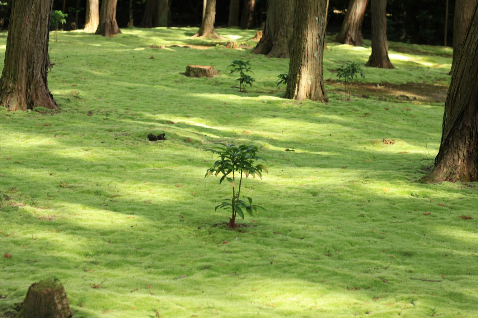 Piccolo albero circondato da muschio verde lussureggiante in una foresta