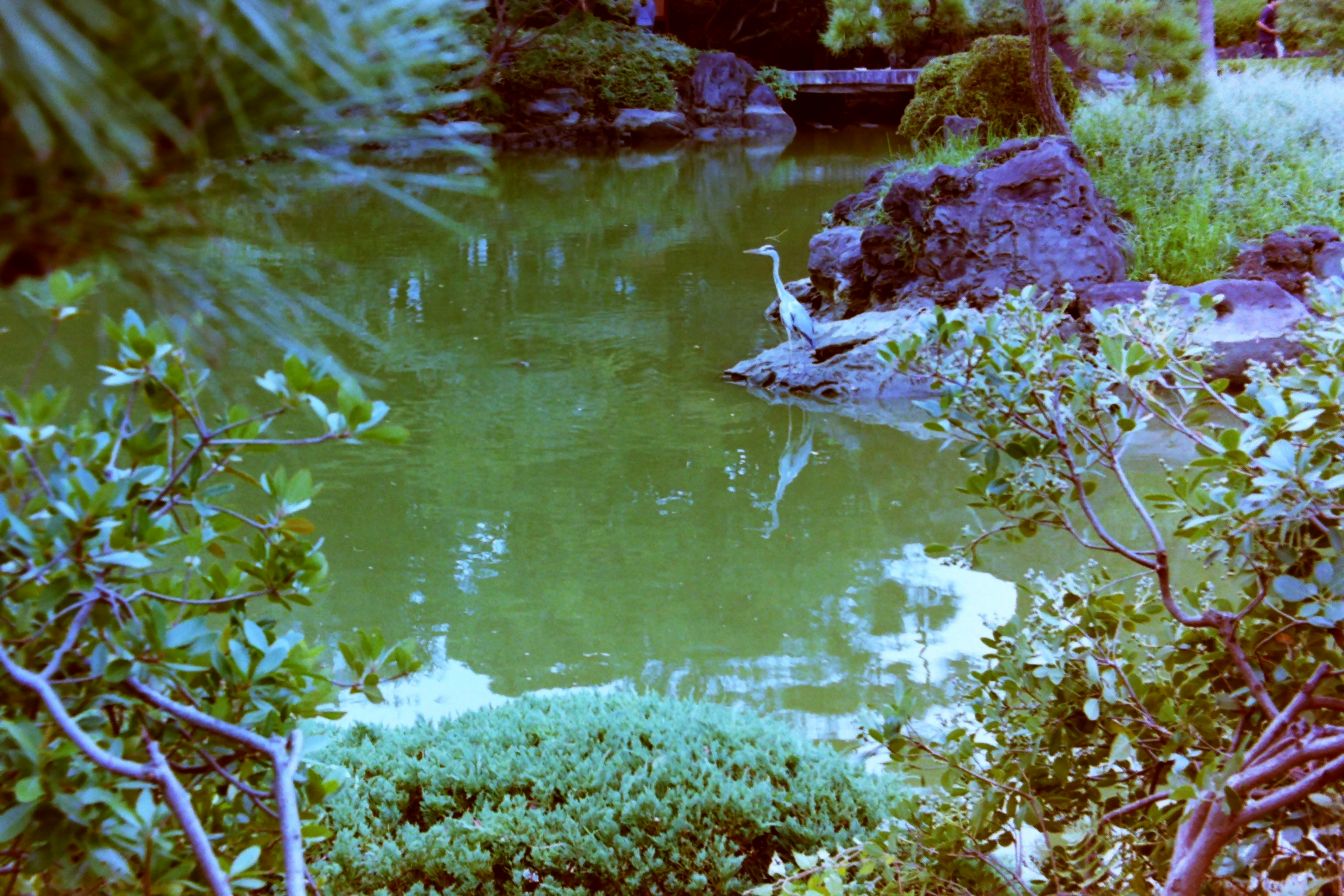 heron standing on rocky shoreline by the water