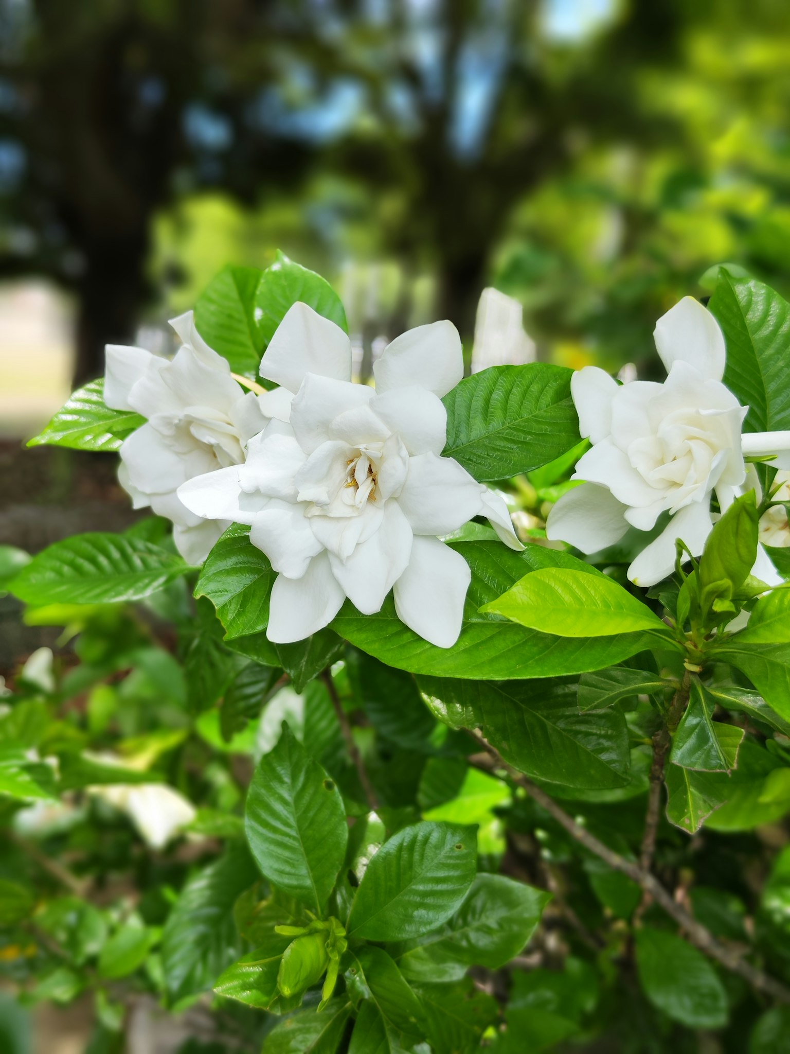 白色花瓣和绿色叶子的栀子花特写